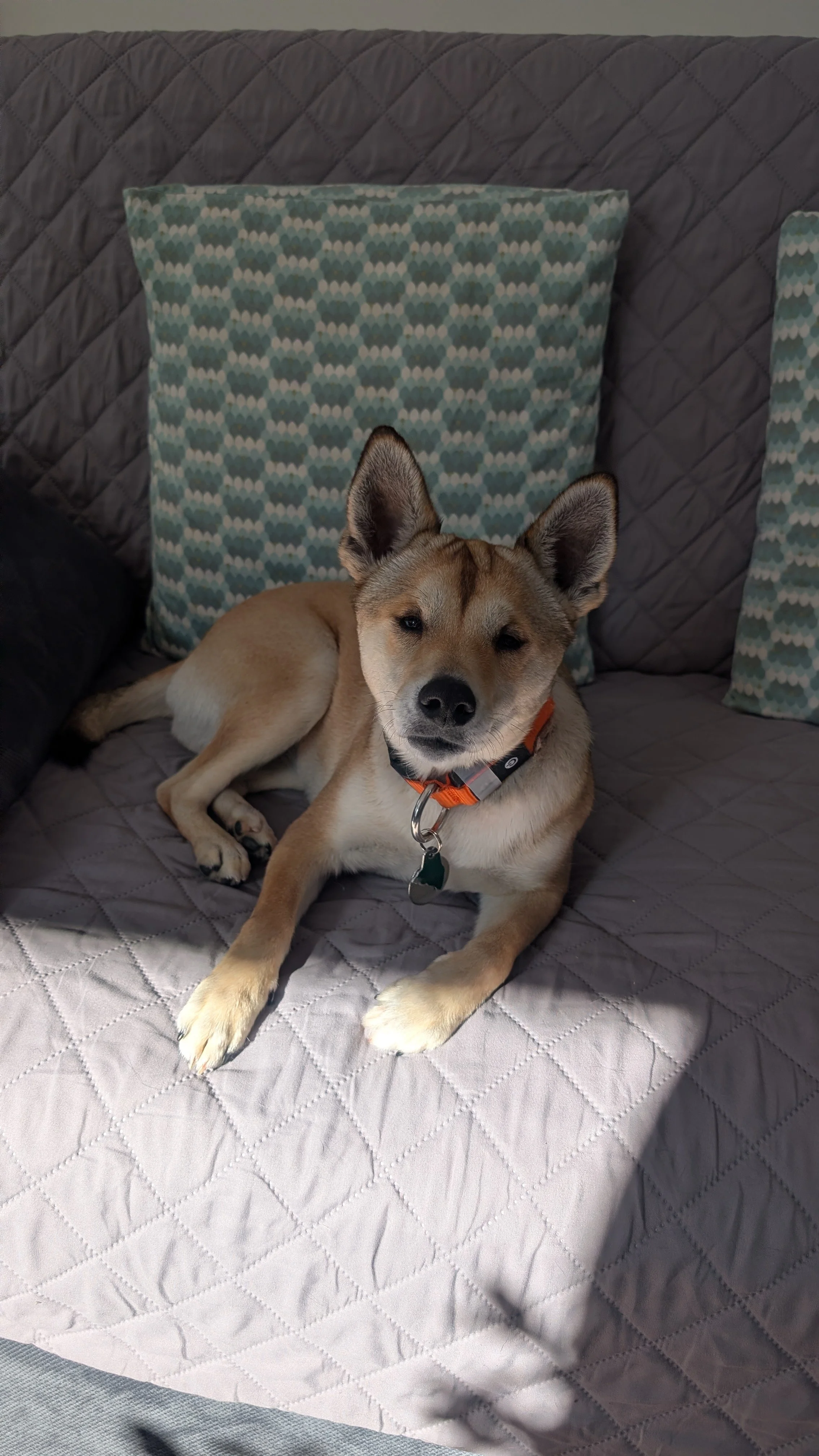 A tan and white dog with pointed ears lounging on a gray quilted bedspread, with patterned pillows and a quilted headboard in the background.