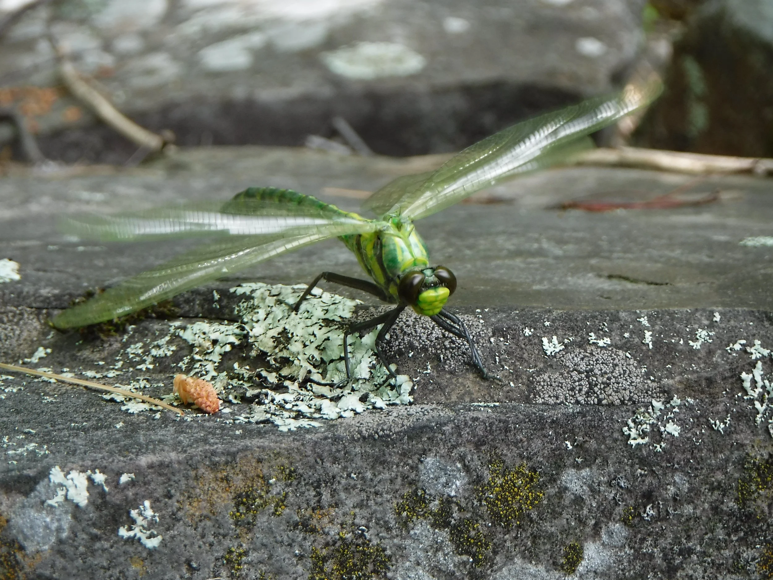Close-up of a green dragonfly with intricate wing patterns resting on a rock.