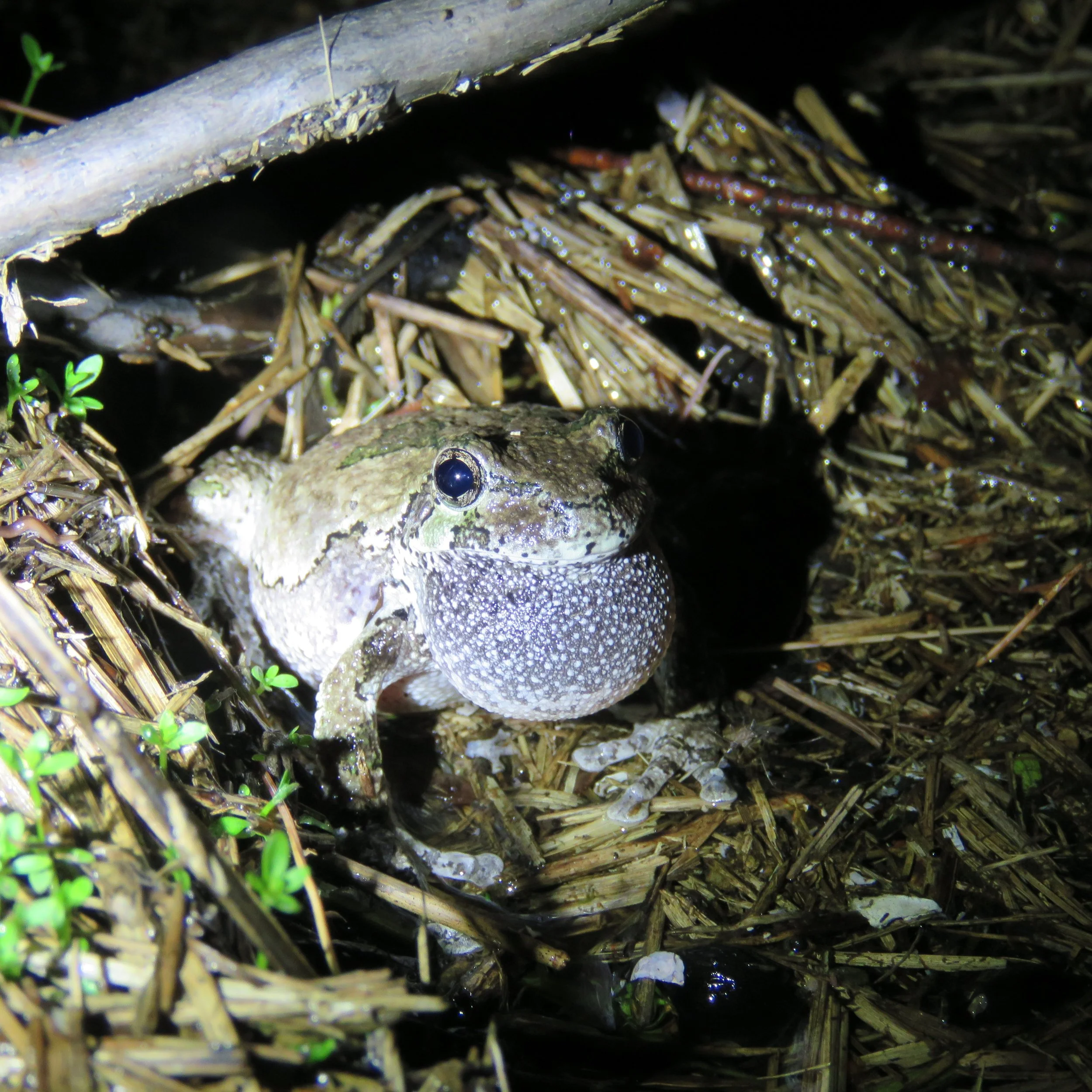 A gray treefrog partially hidden among sticks and leaves near water, with bright eyes visible.