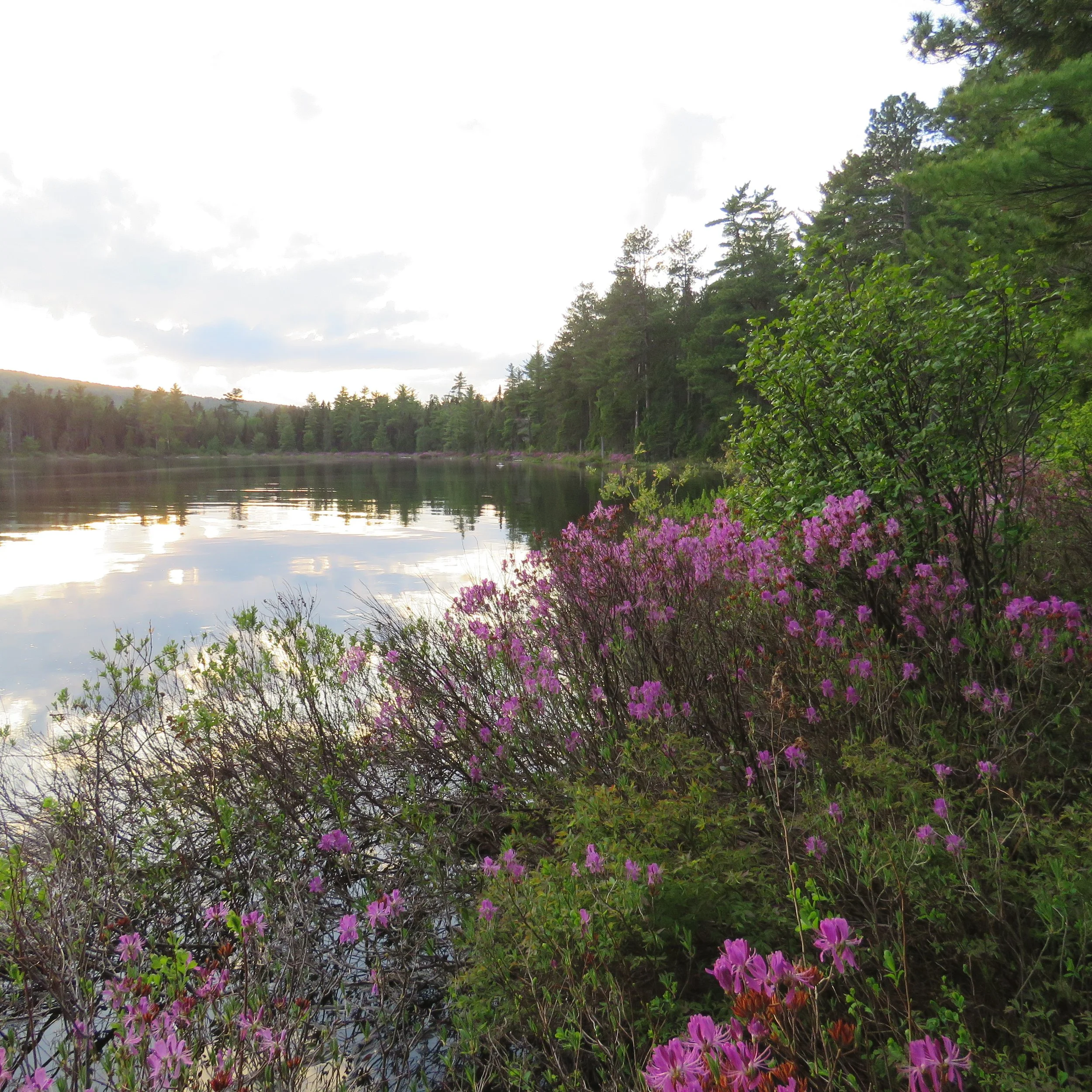 Richardson Lake, Maine. A lakeside scene with trees, pink flowers, and a cloudy sky.