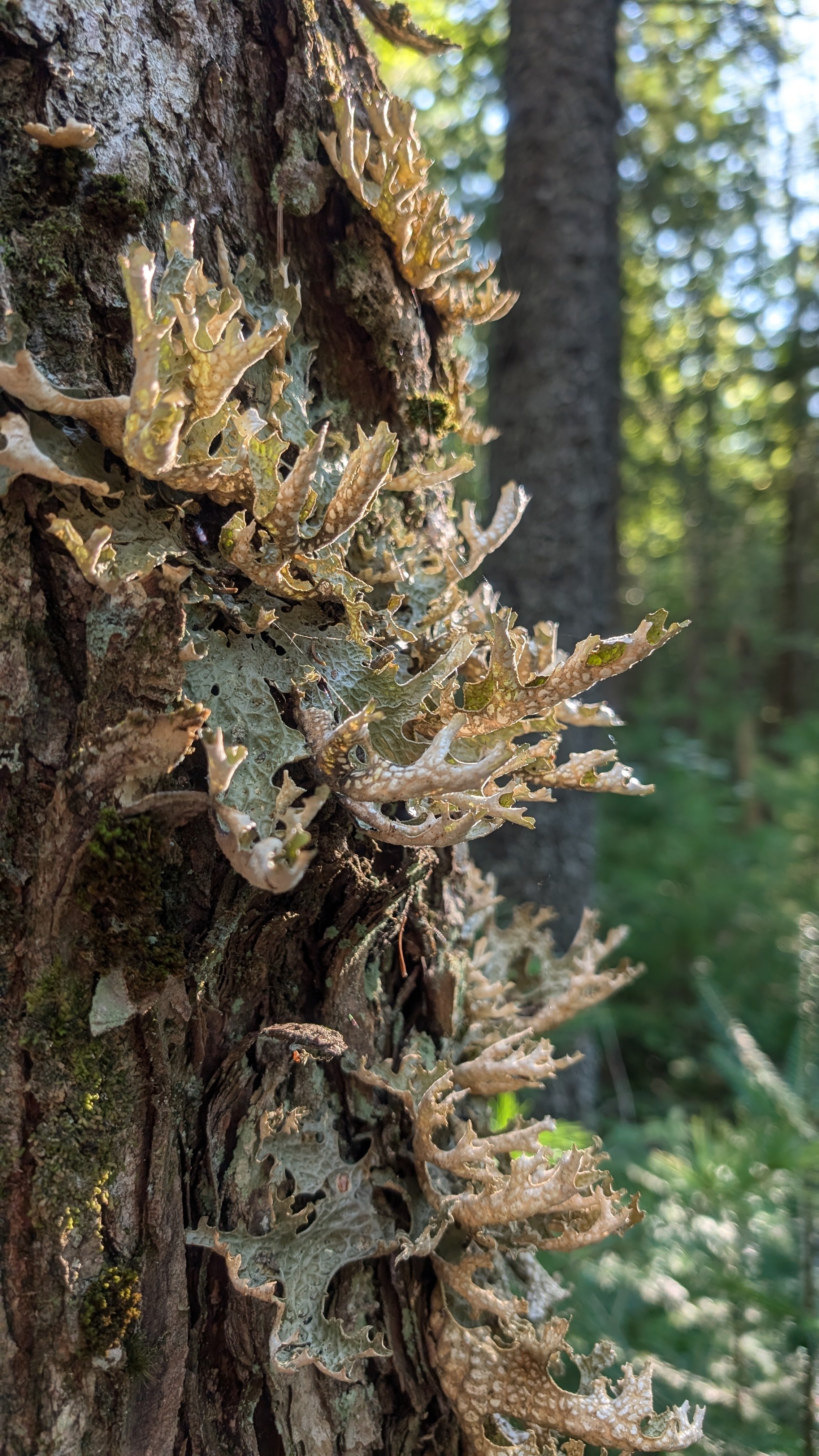 Lung wort lichen. Close-up of tree bark with patches of lichen growing on it in a forest setting.