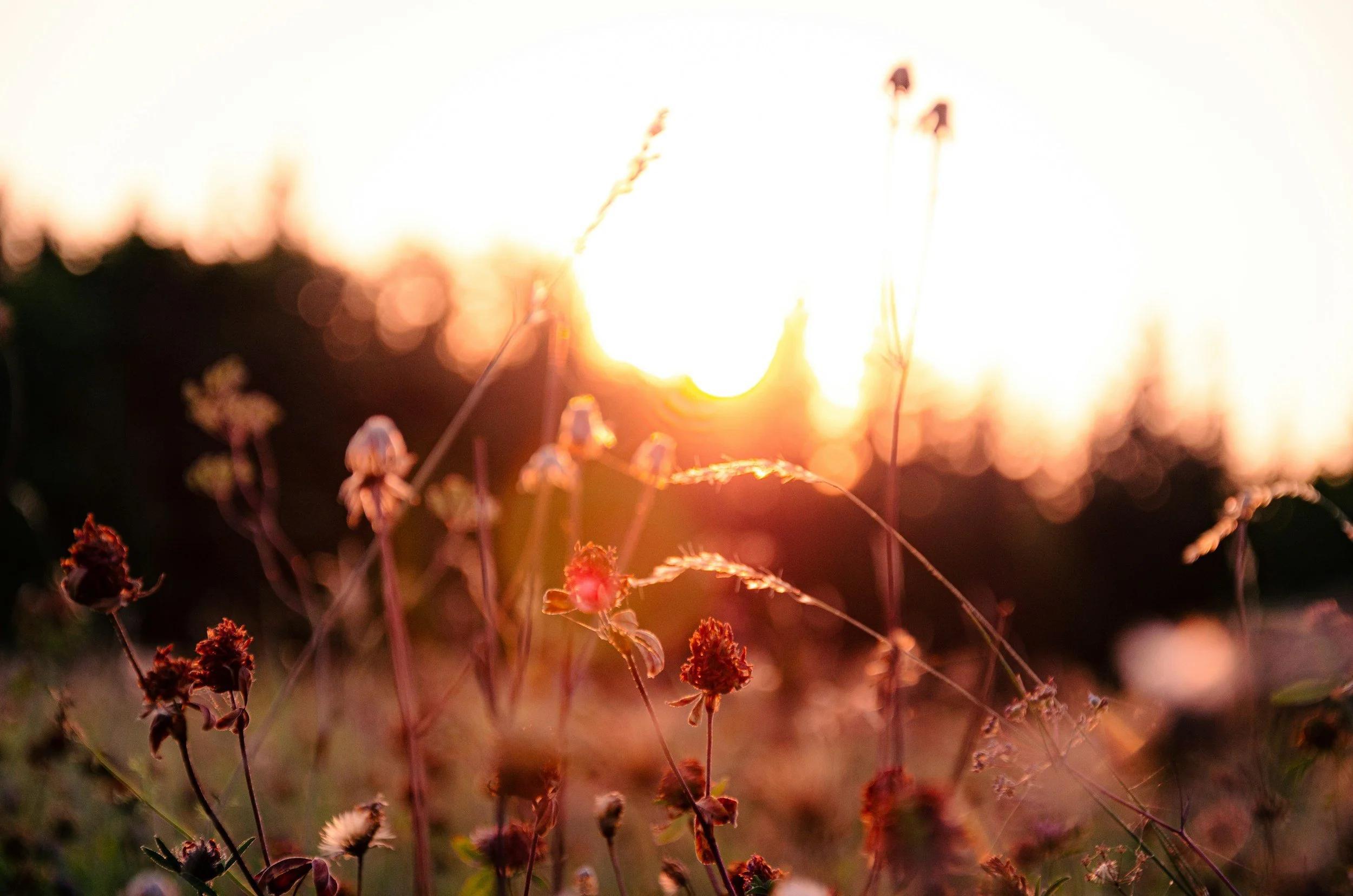 Close-up of brown wildflowers in a field during sunset with a bright, overexposed sky in the background.