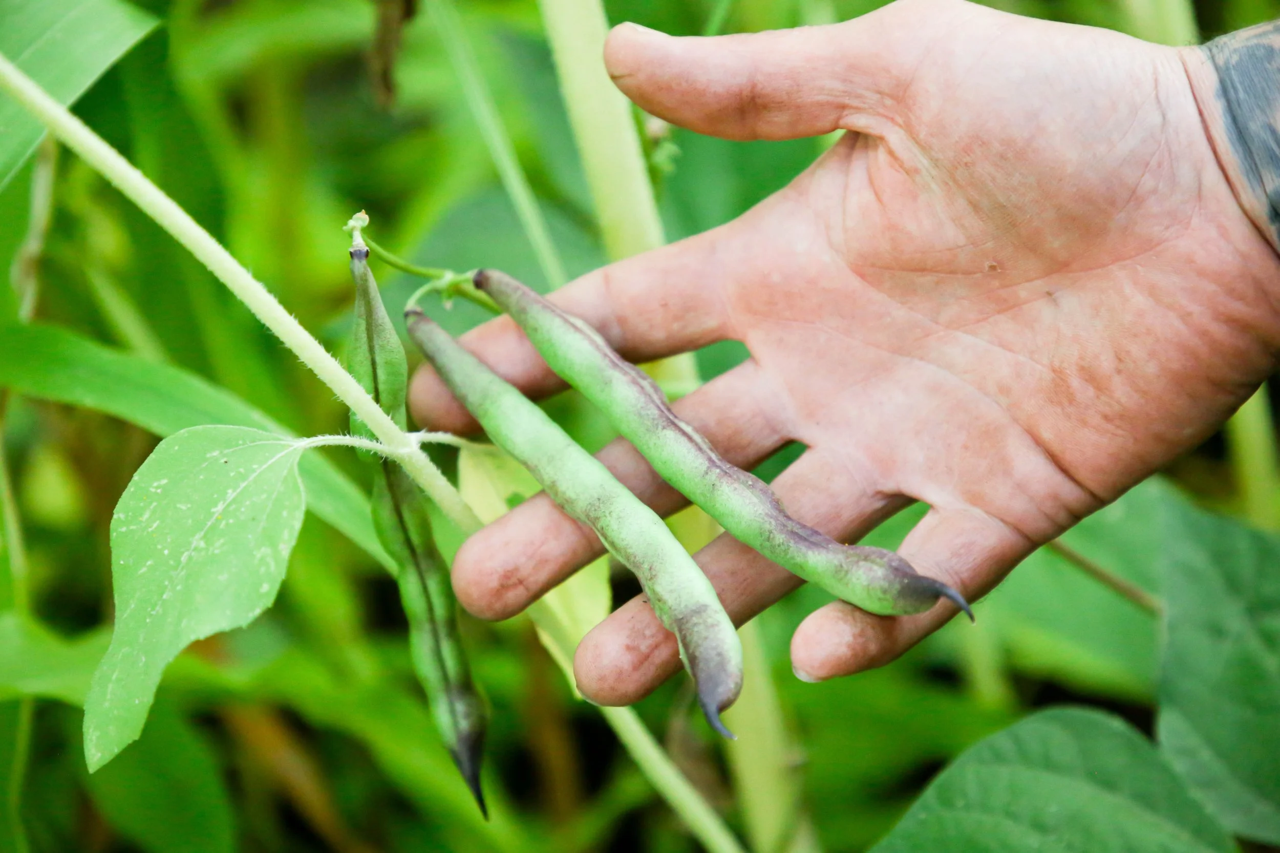 Close-up of a hand holding green beans among green leaves and plant stems.