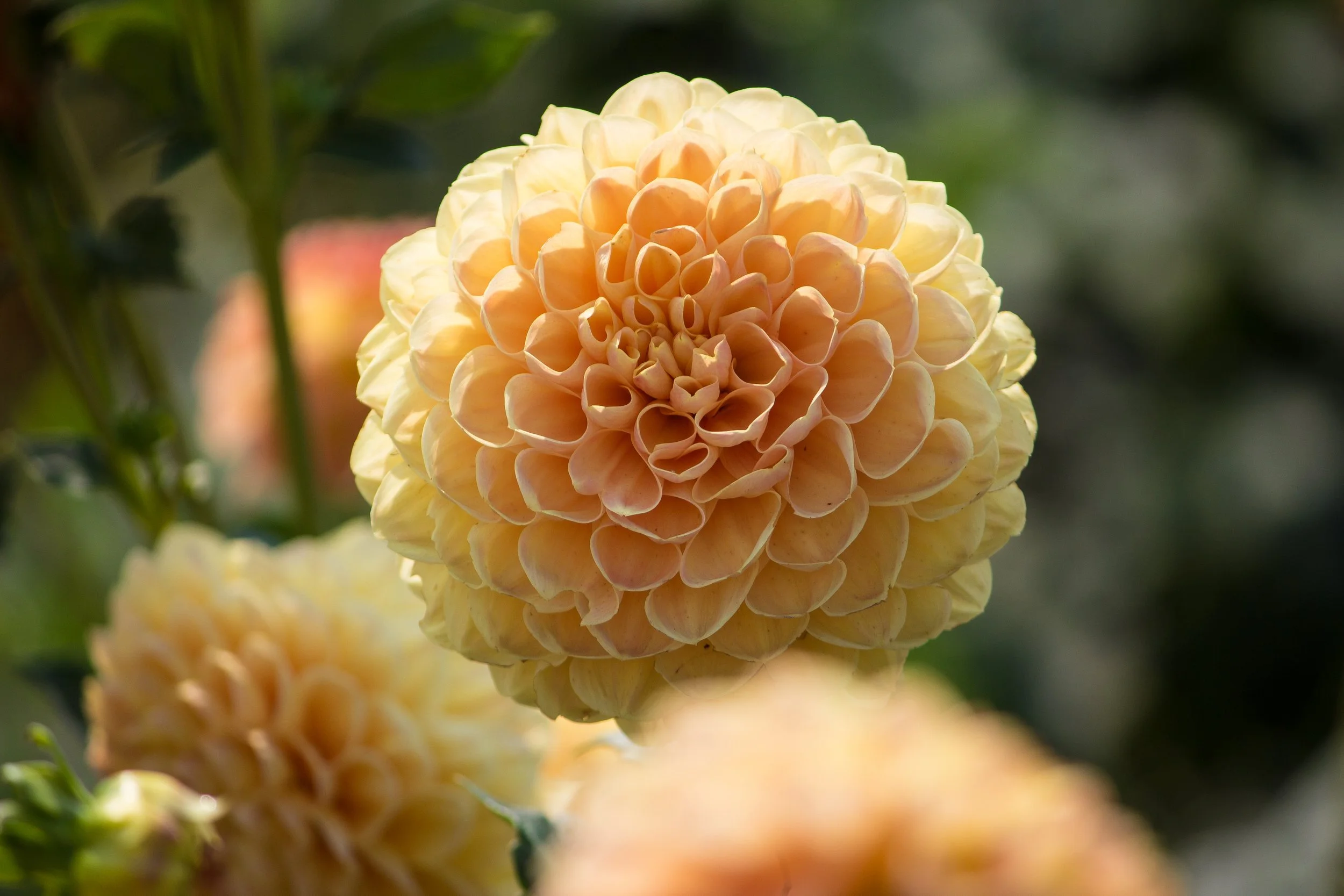 Close-up of a large, round, yellow-orange dahlia flower with tightly packed petals.
