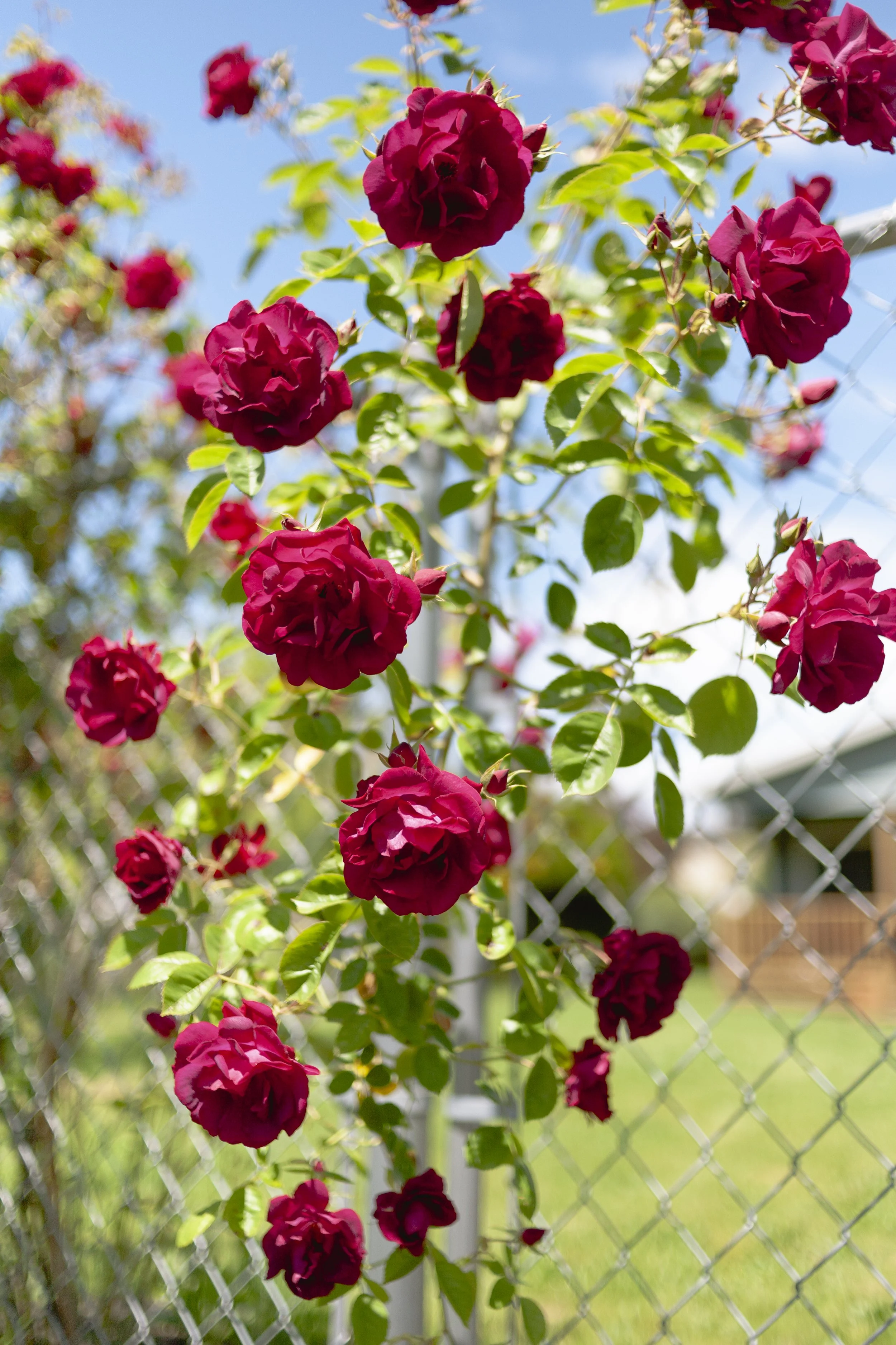 Bright pink roses blooming on a vine along a chain-link fence with a blue sky in the background.