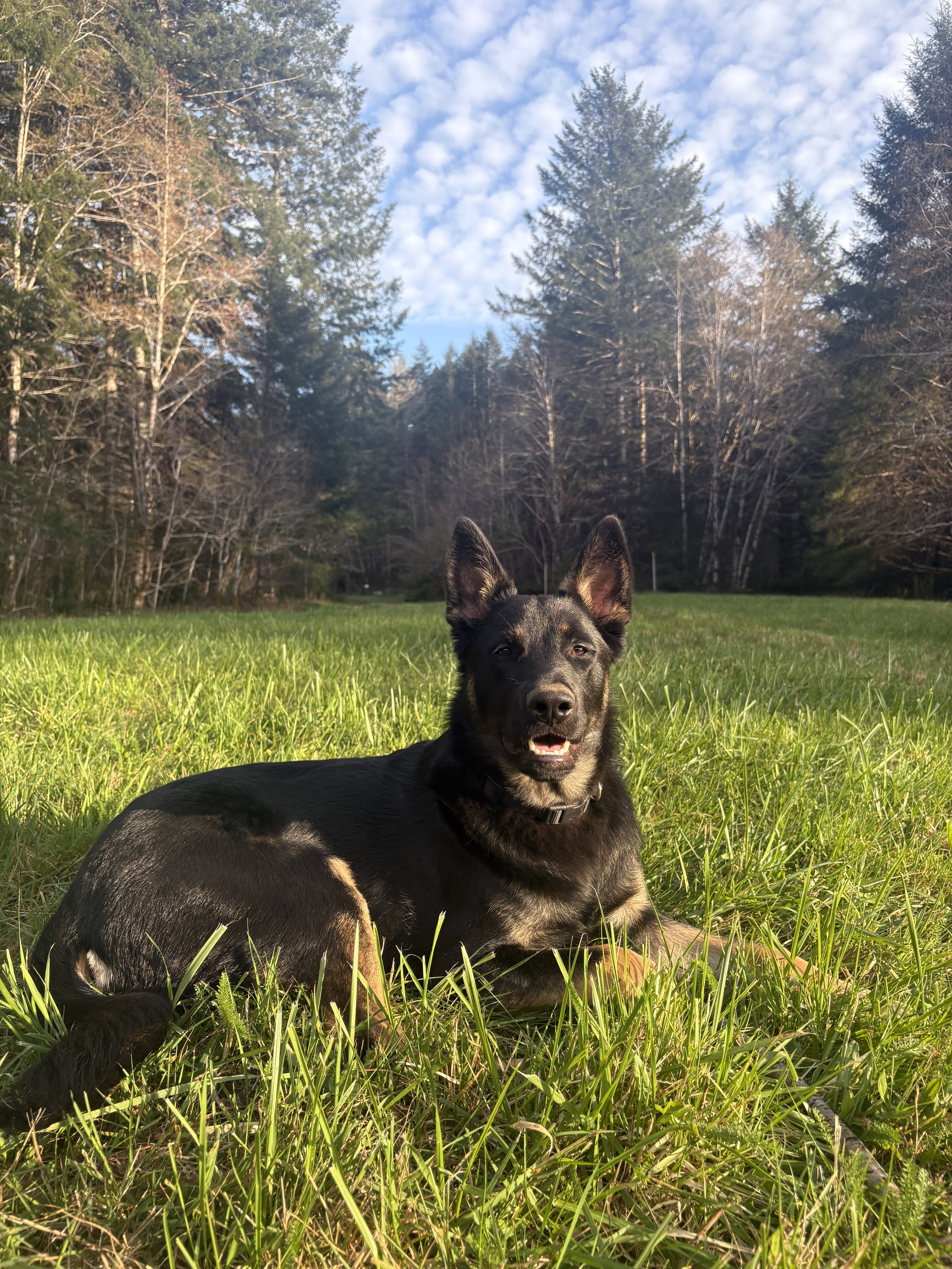 Ender, Shepard mix, self-care coordinator for Stone & Sapling Psychotherapy