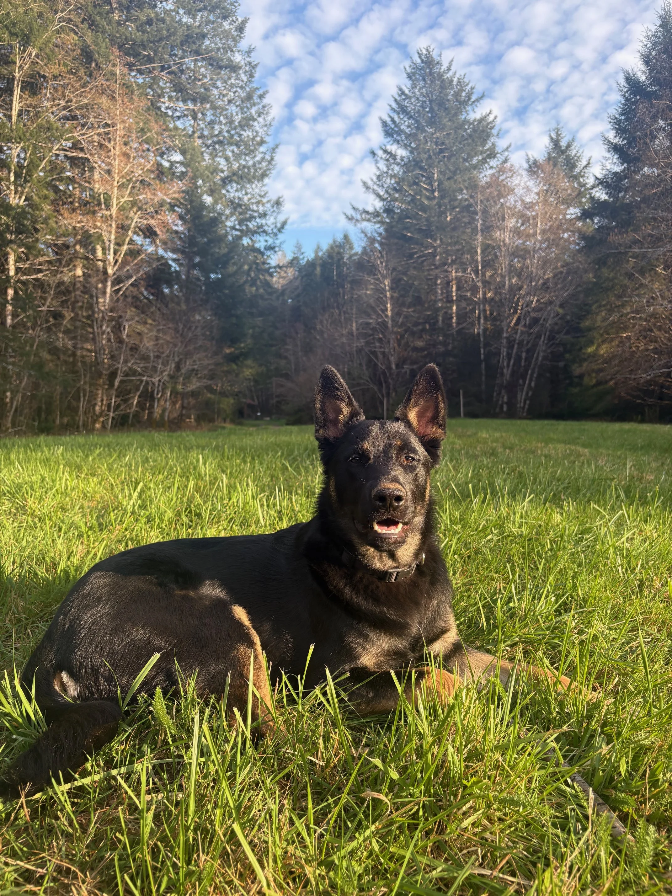 Ender, Shepard mix is the self-care coordinator