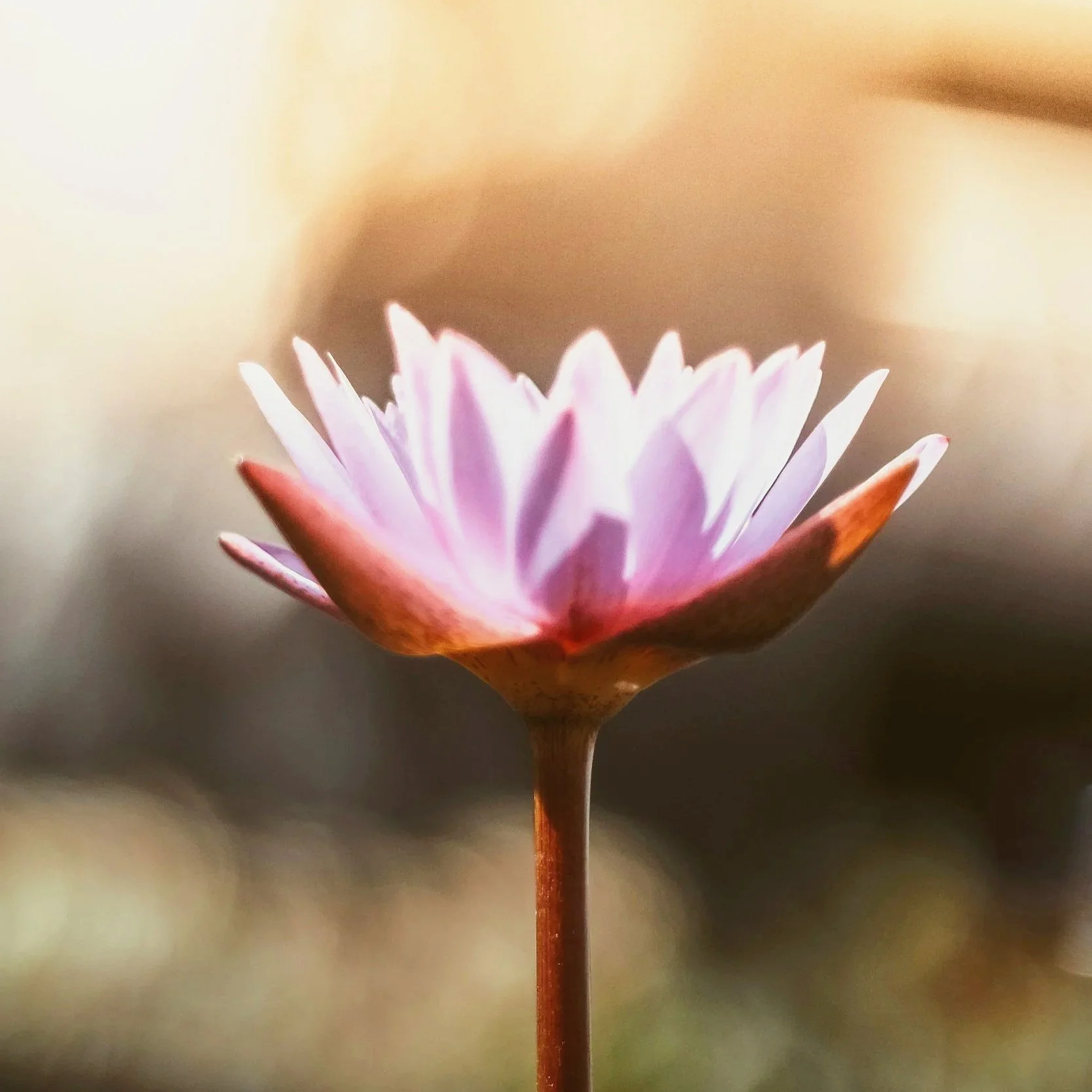 Pink lotus flower with soft golden lighting representing stillness, meditation, and mindful wellness