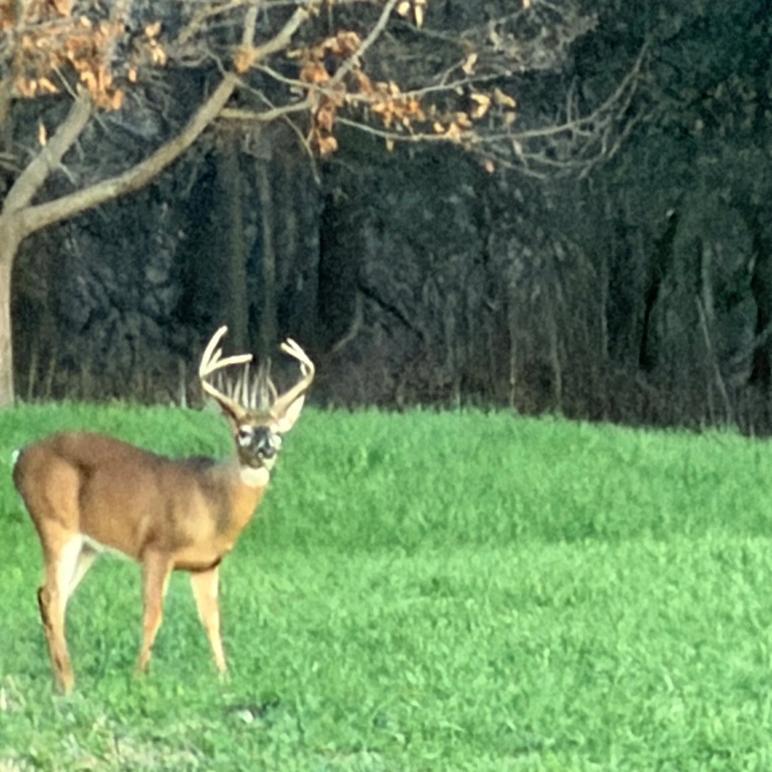 Wildlife Habitat