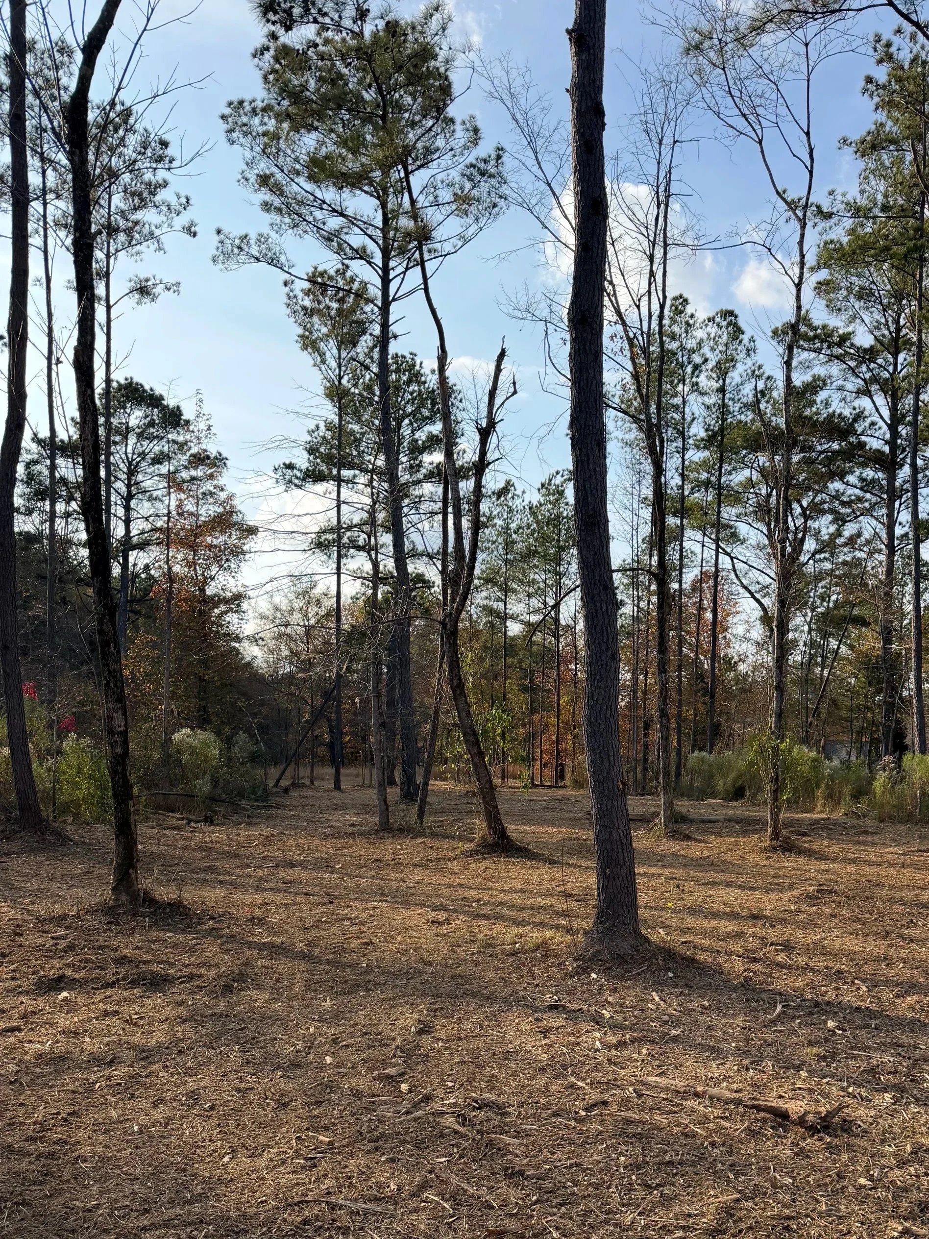 A wooded area with tall, thin trees with sparse foliage, dry ground with patches of dirt and leaves, and a partly cloudy sky overhead.