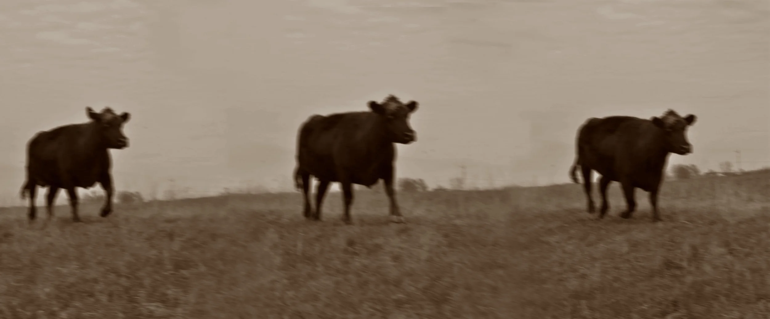 Cow3Run BW.jpg