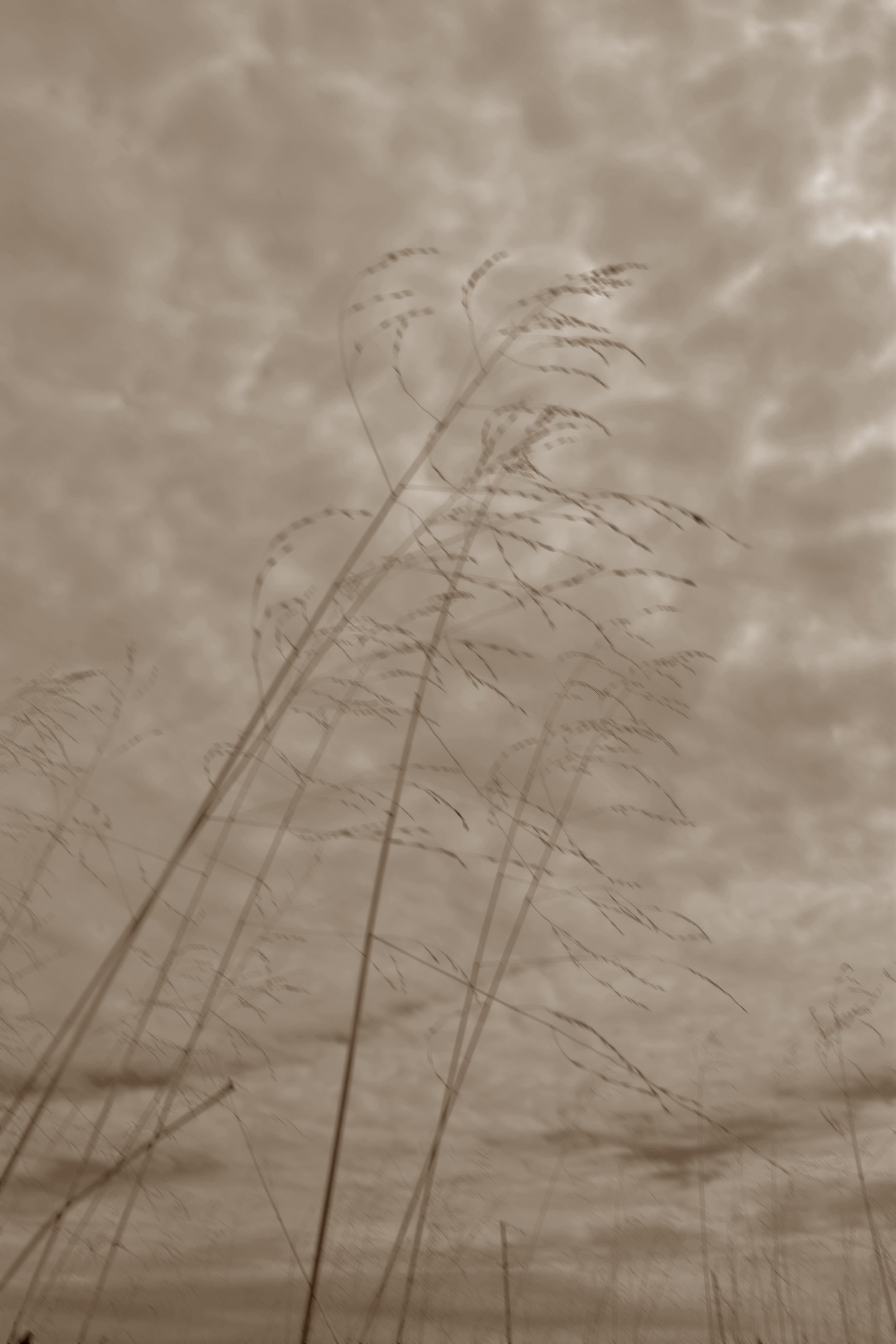 Weeds in wind- wind.jpg