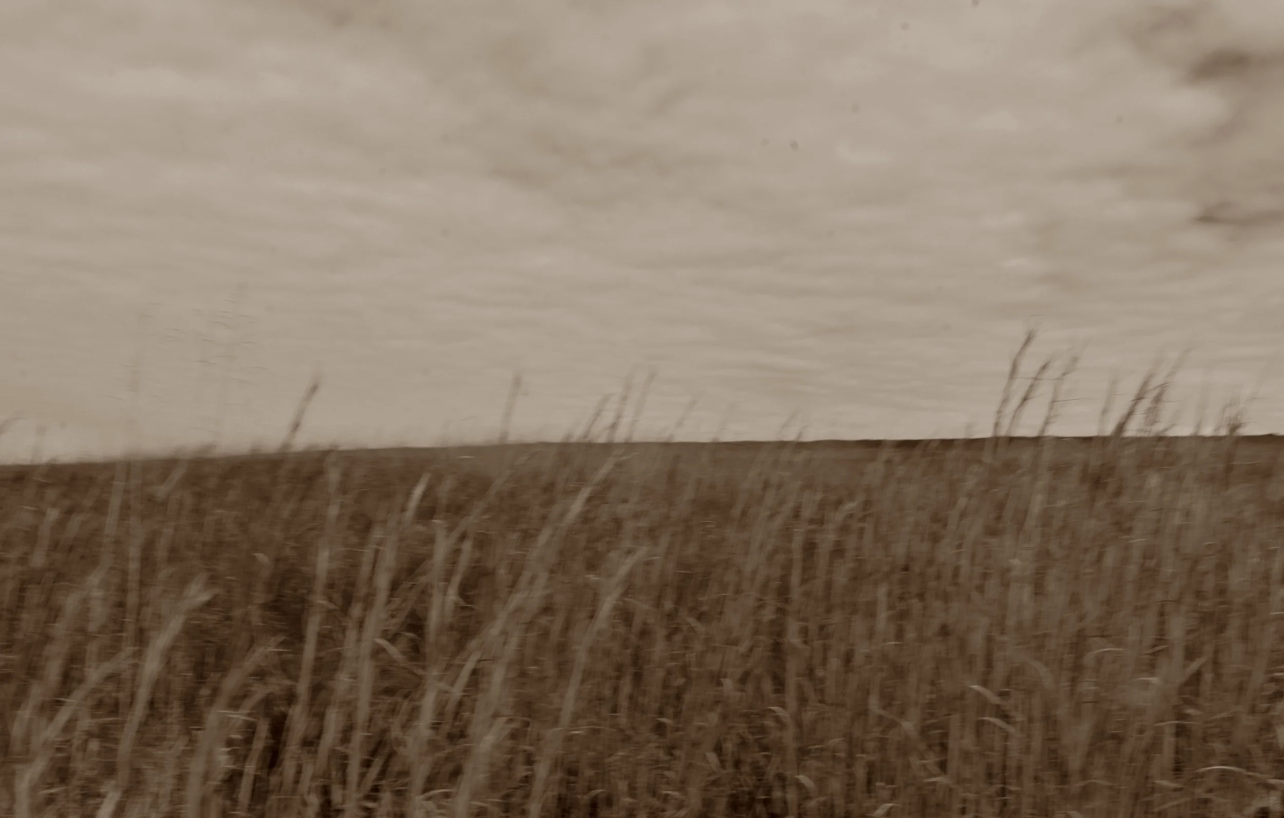 Wheat Field- Wind.jpg