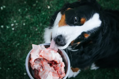 Dog Nutrient Supplements