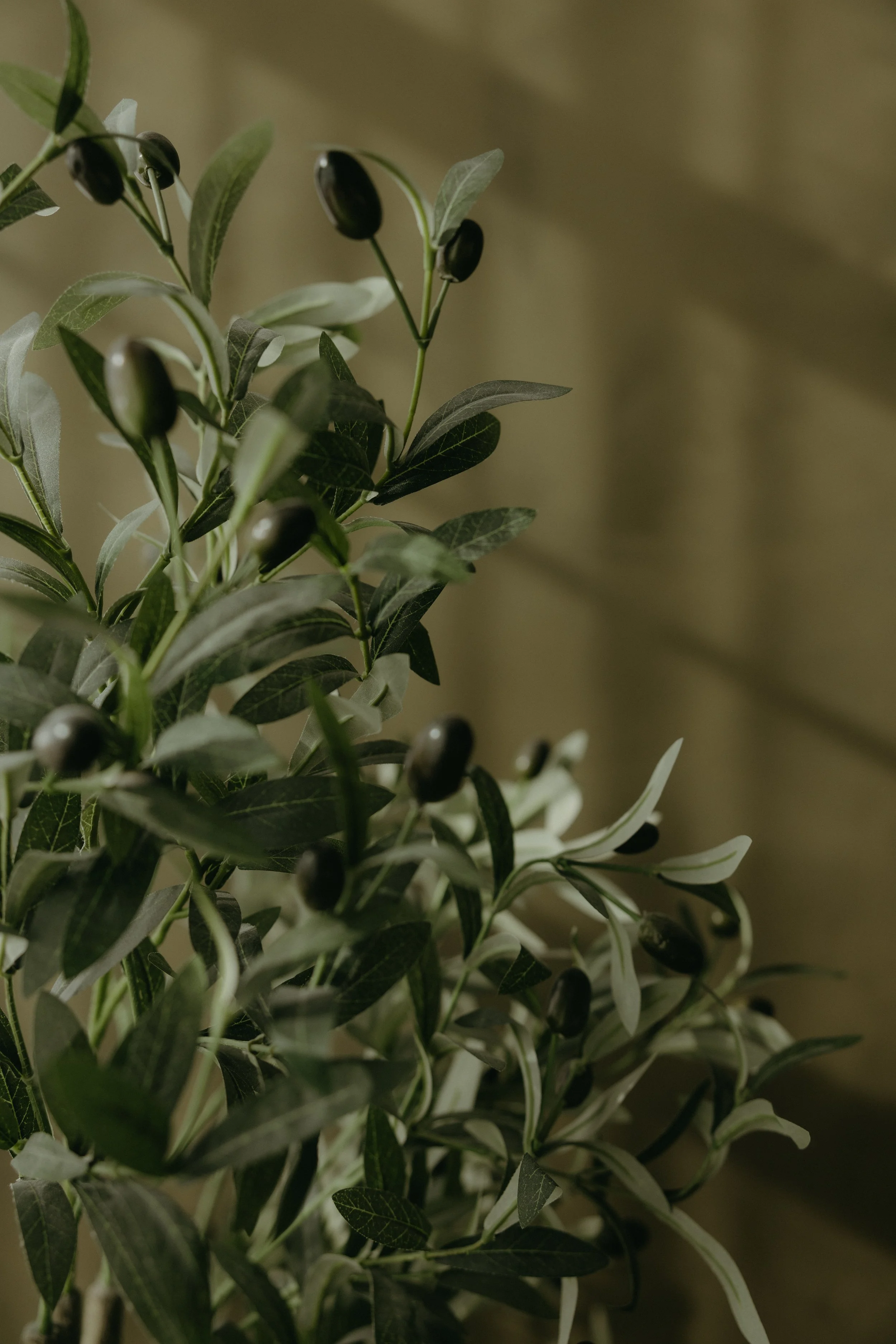 A close-up of a plant with dark olives-like berries and green leaves against a beige background.
