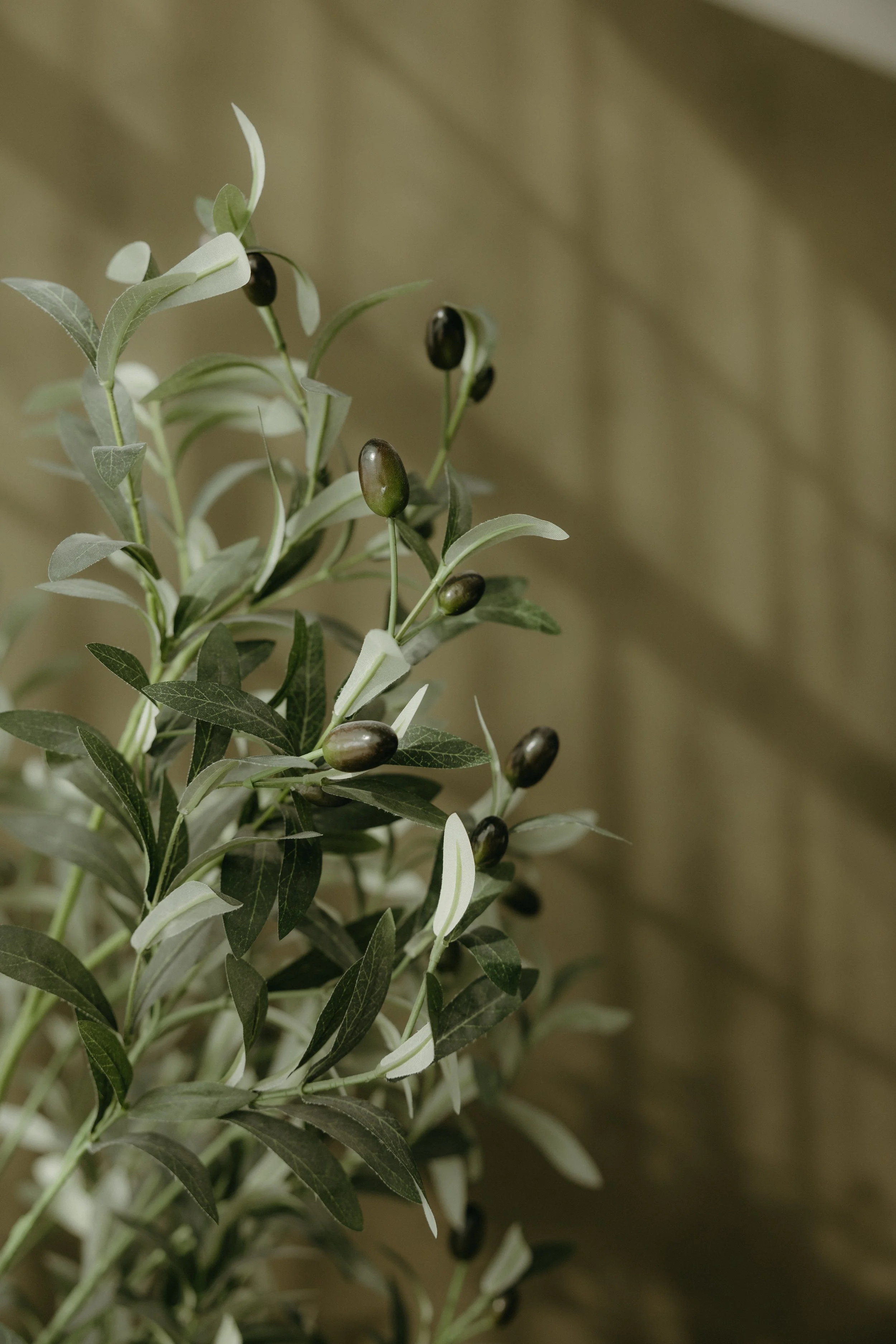 Close-up of a branch with dark, oval-shaped olives and green or grayish leaves, against a blurred background.