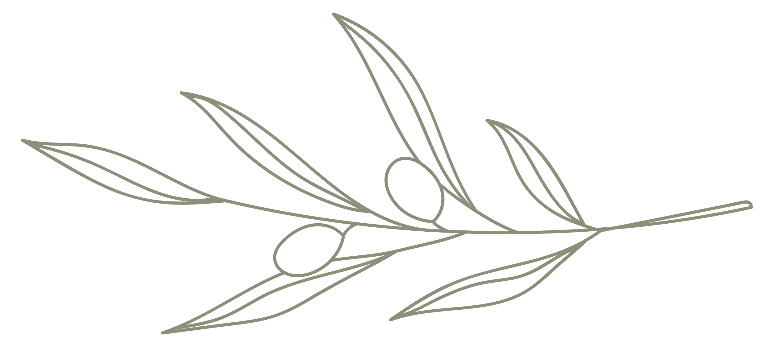 Stylized line drawing of an olive branch with leaves and olives.
