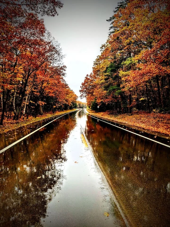 A wet, winding road surrounded by trees with fall foliage, reflecting in the water on the road's surface.
