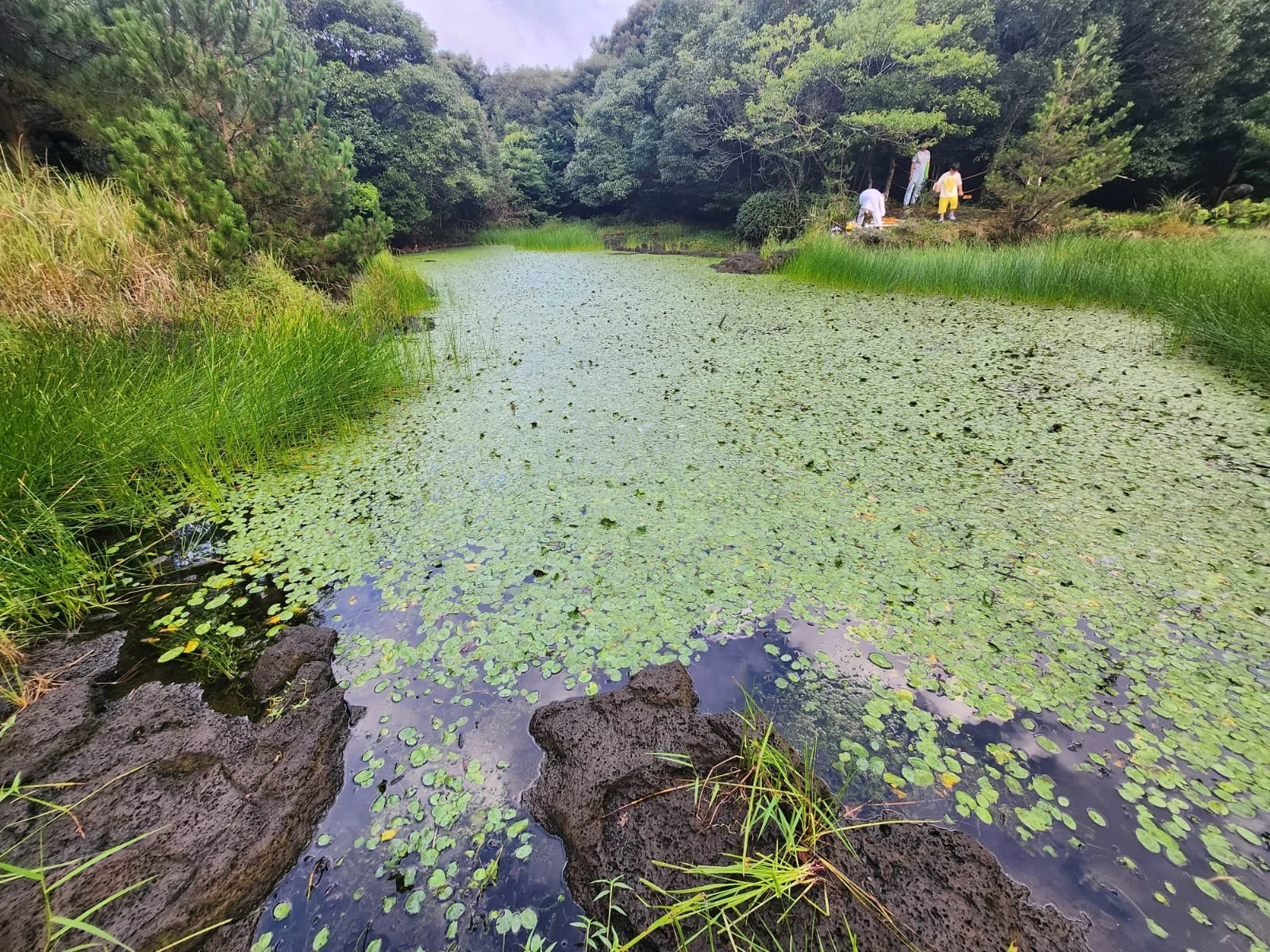 Meonmulkkak wetland in Dongbaekdongsan, Jeju Island: the setting for the Jeju Art for Earth plein air painting and community outreach program, 2025.