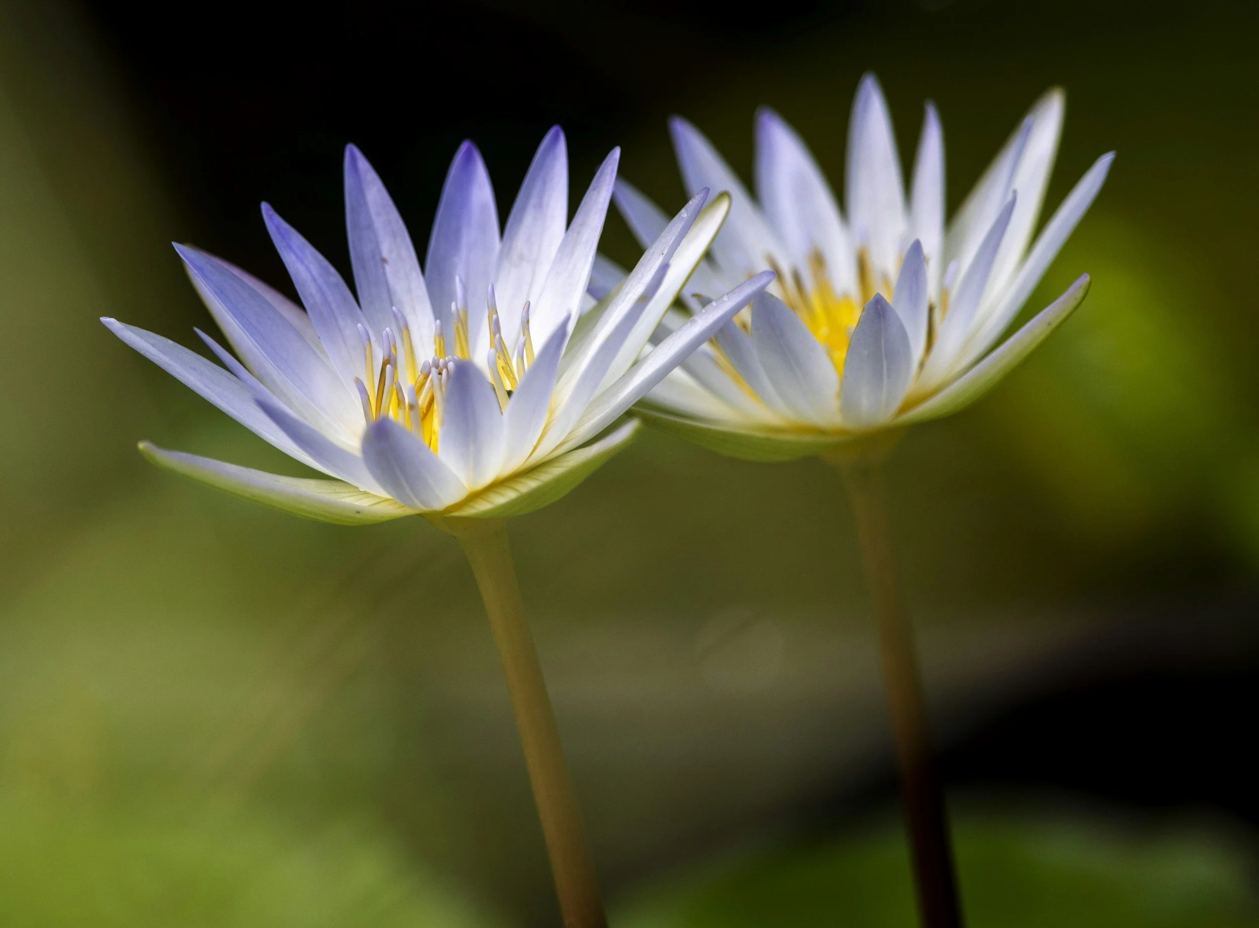 Two blooming water lilies with white petals and yellow centers, set against a blurred green background.
