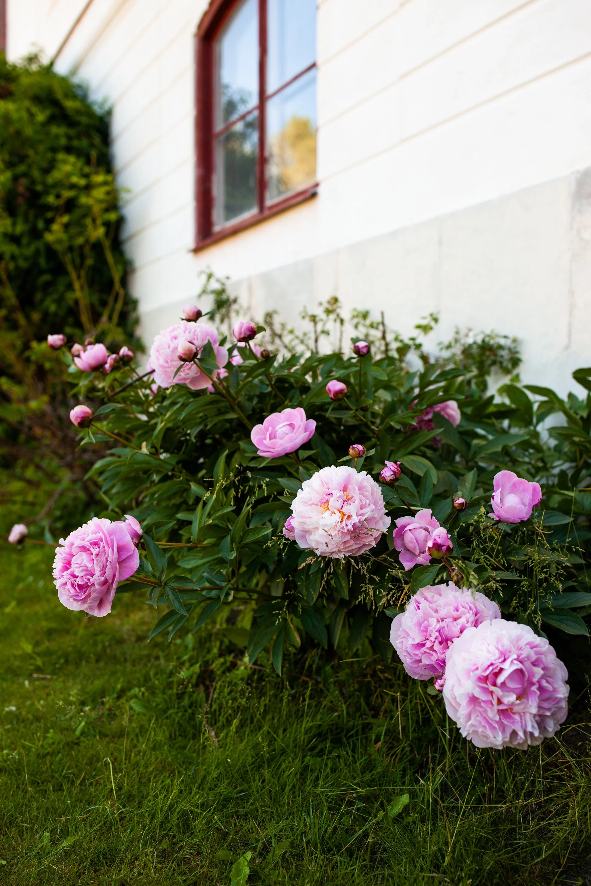 Portratt (14 of 267).jpg