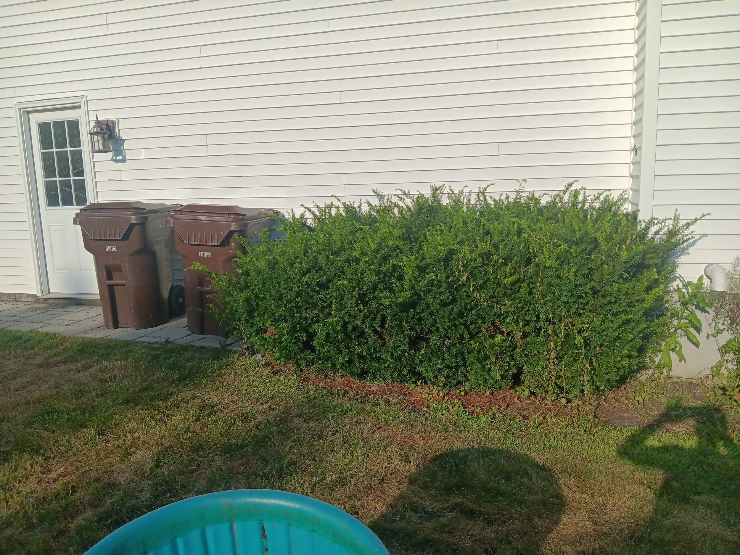 shrub trimming  Services