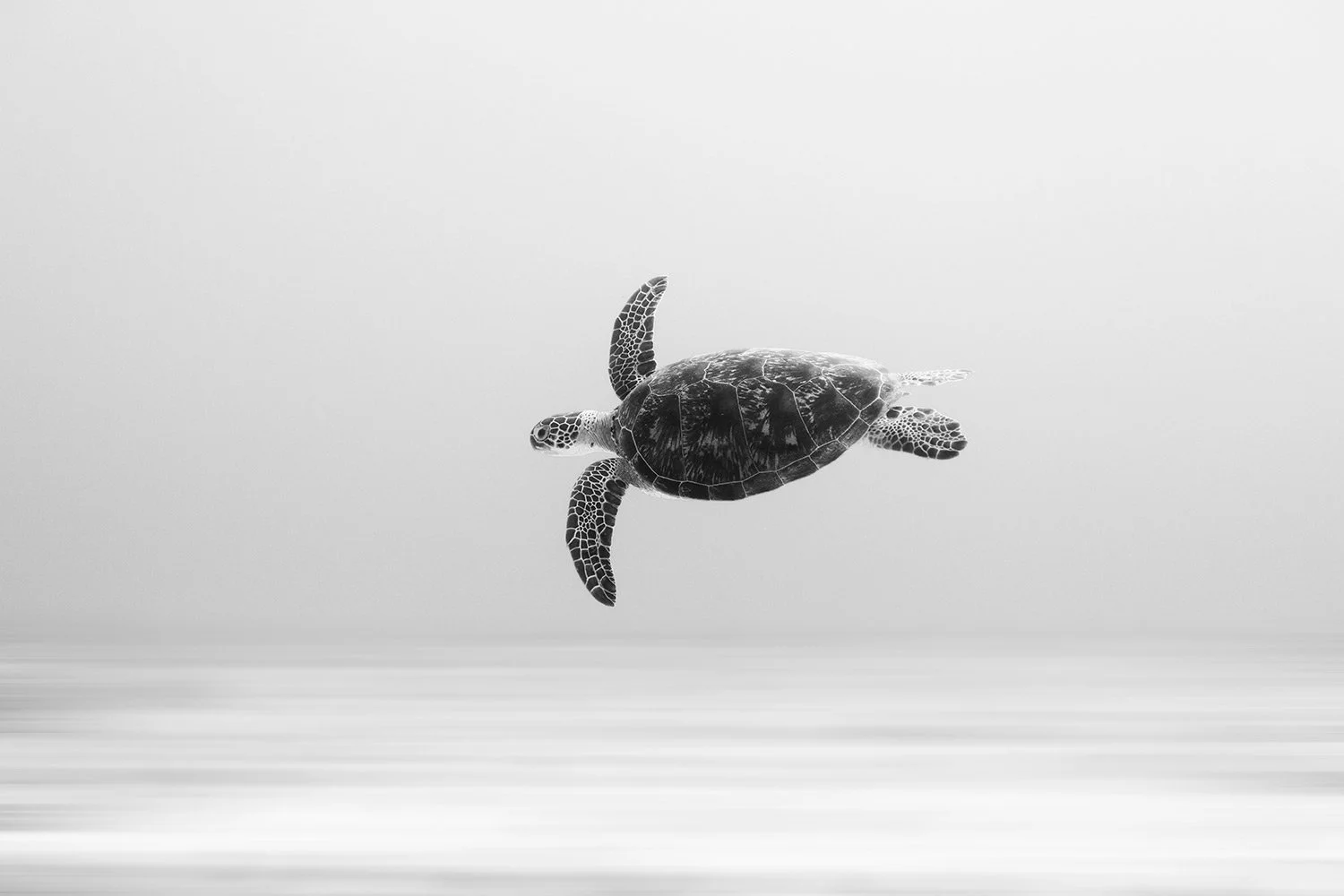 A black and white photograph of a sea turtle swimming above the water surface with a minimalist, smooth background and gentle ripples.
