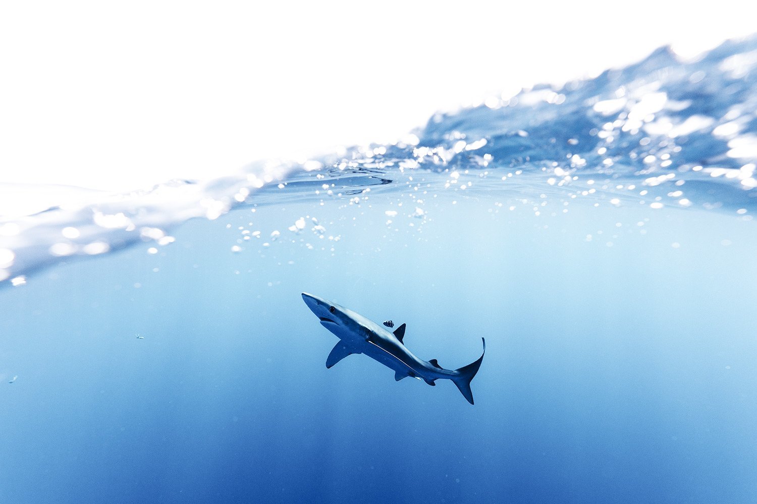 A shark swimming underwater with light filtering from the surface above.