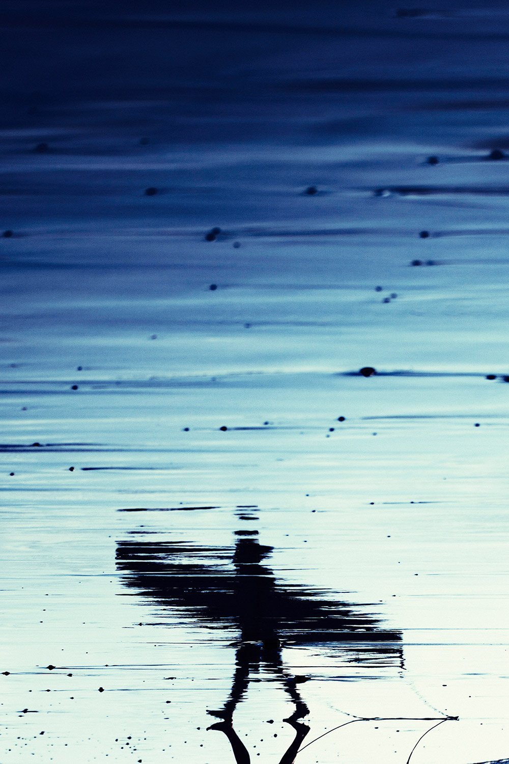 Reflection of a bird standing on water with ripples and scattered small dark objects.