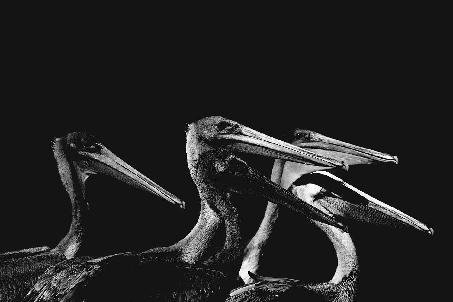 Black and white photo of three pelicans with their heads and beaks prominently displayed against a dark background.