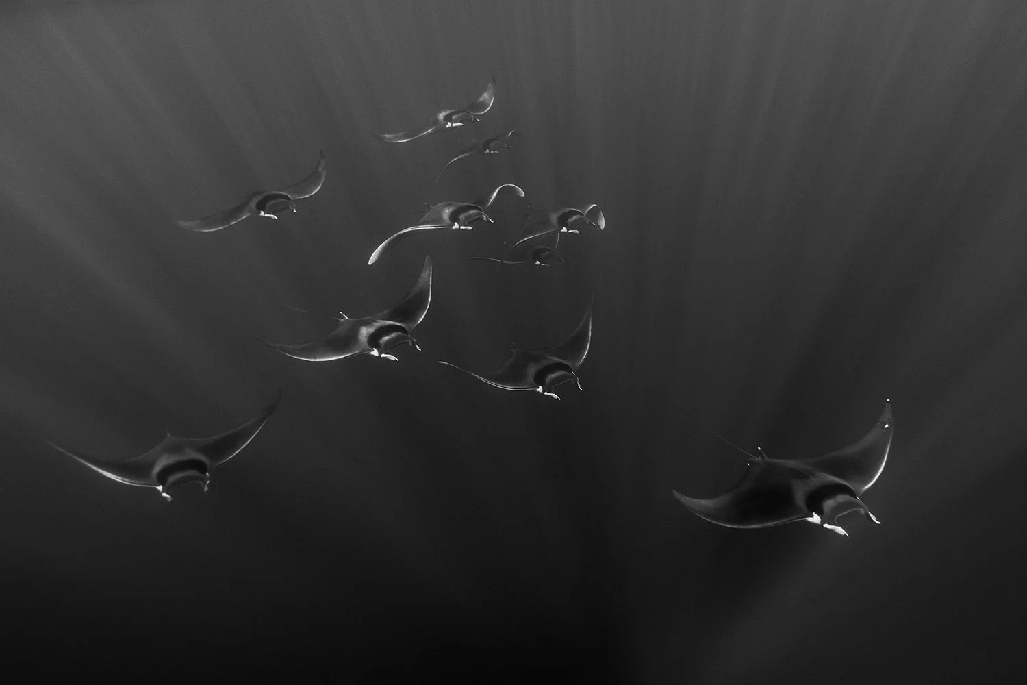 Group of manta rays swimming in the dark ocean.