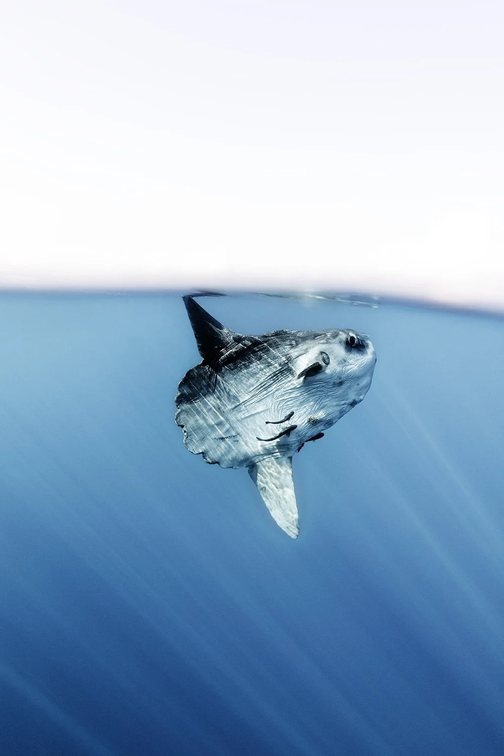 A fish with a shark-like body swimming in the ocean, with the water surface above and blue water below.