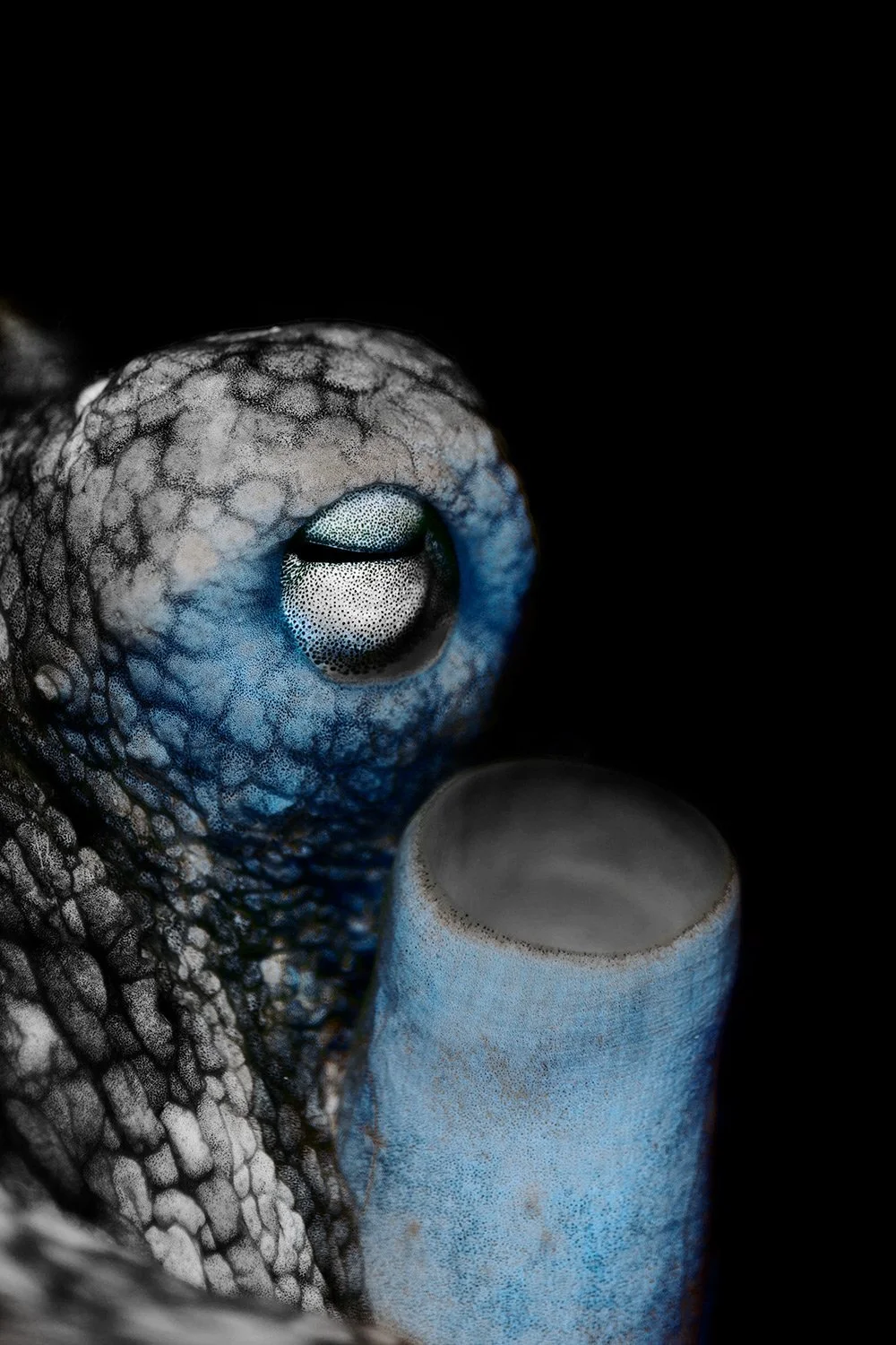 Close-up of a gecko's face, showing textured skin, closed eye, and an adjacent tube.