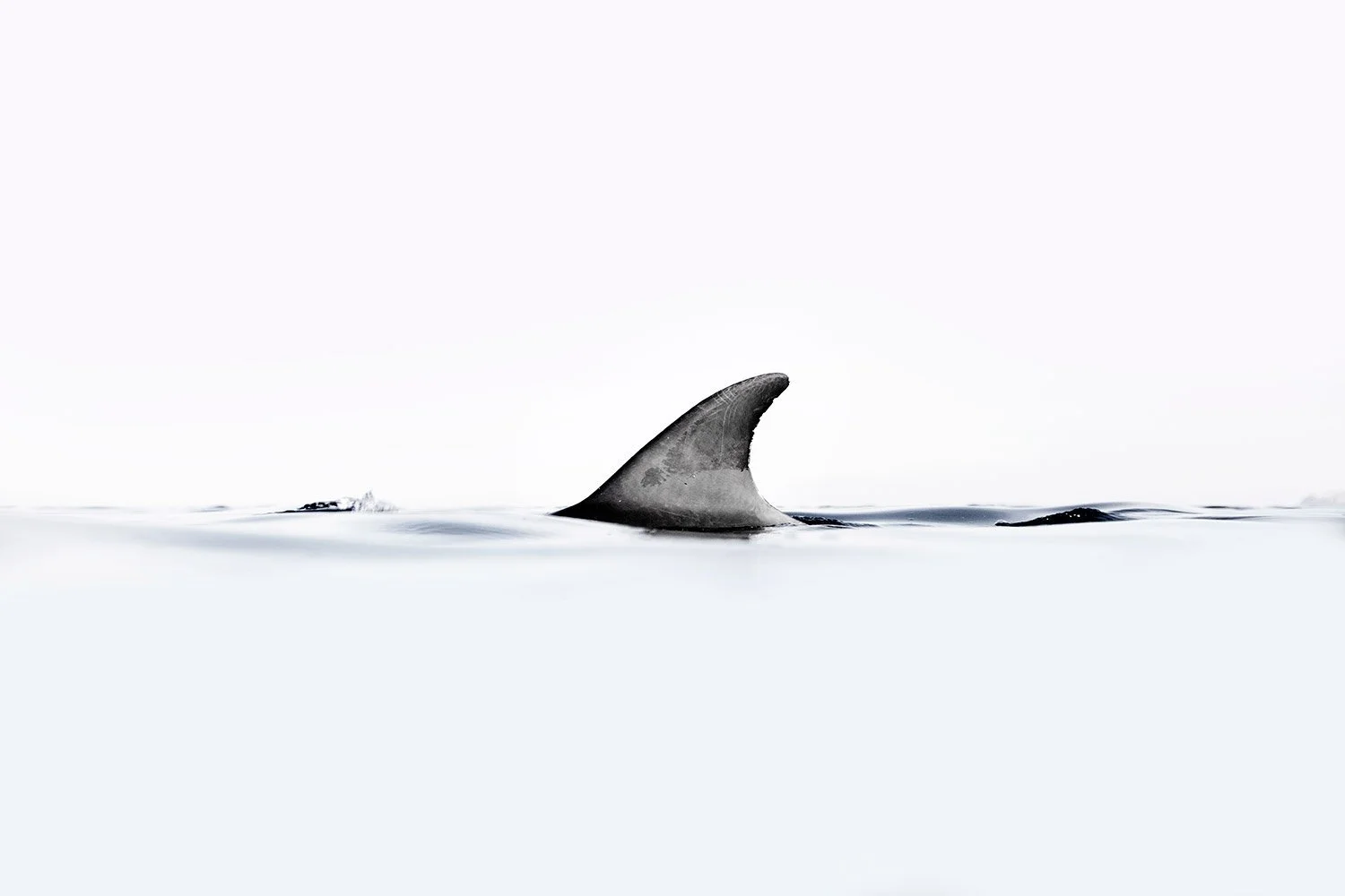 A whale's dorsal fin visible above the water surface with a minimalistic, bright background.