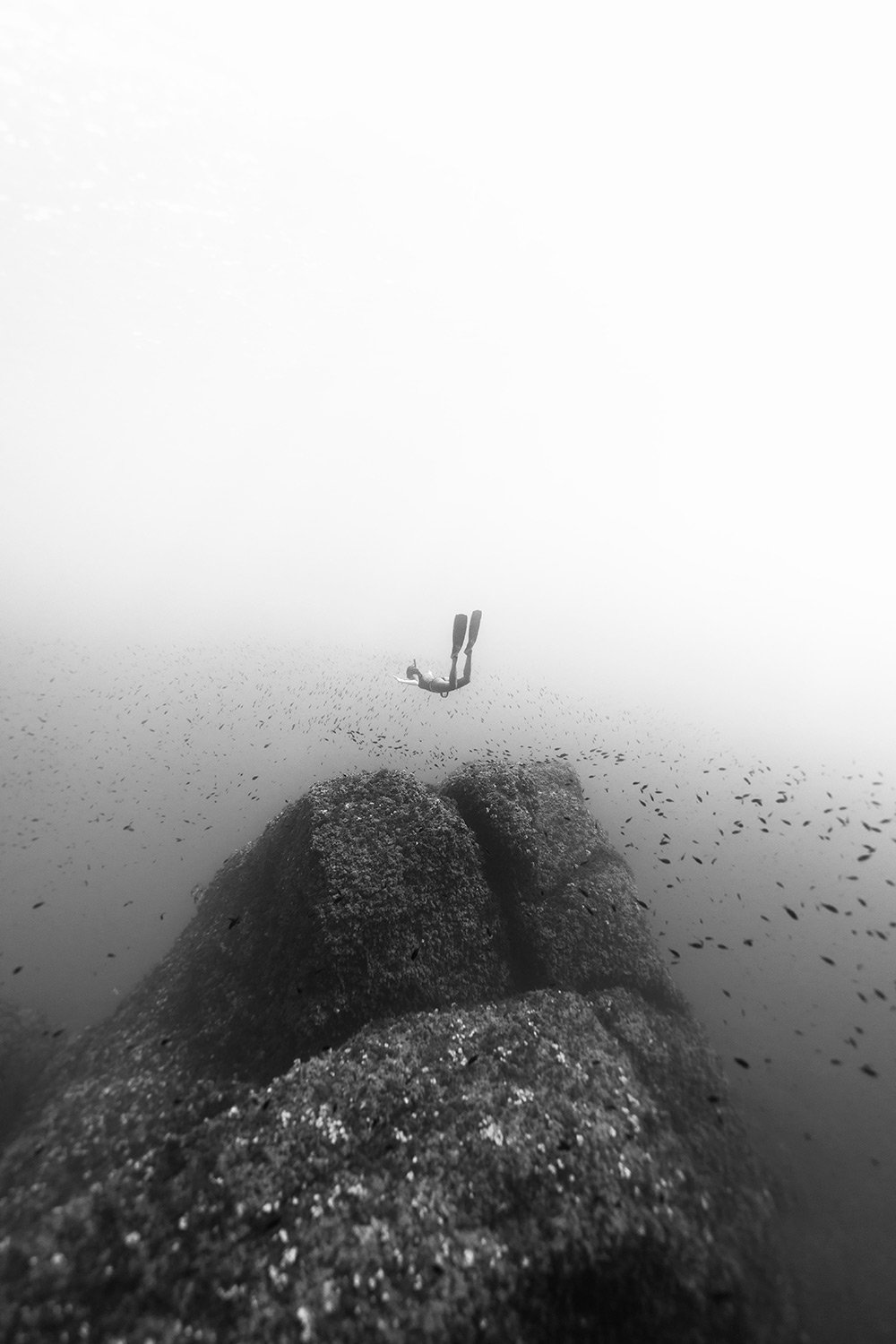 210807-0A0A3268-freedive.jpg