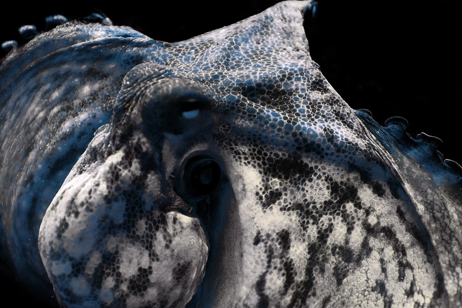 Close-up of a giant squid with textured, patterned skin against a black background.