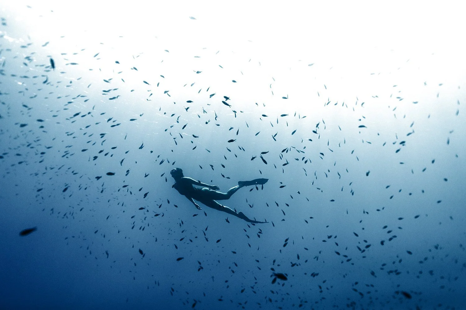 A person in a wetsuit snorkeling underwater surrounded by a large school of small fish.