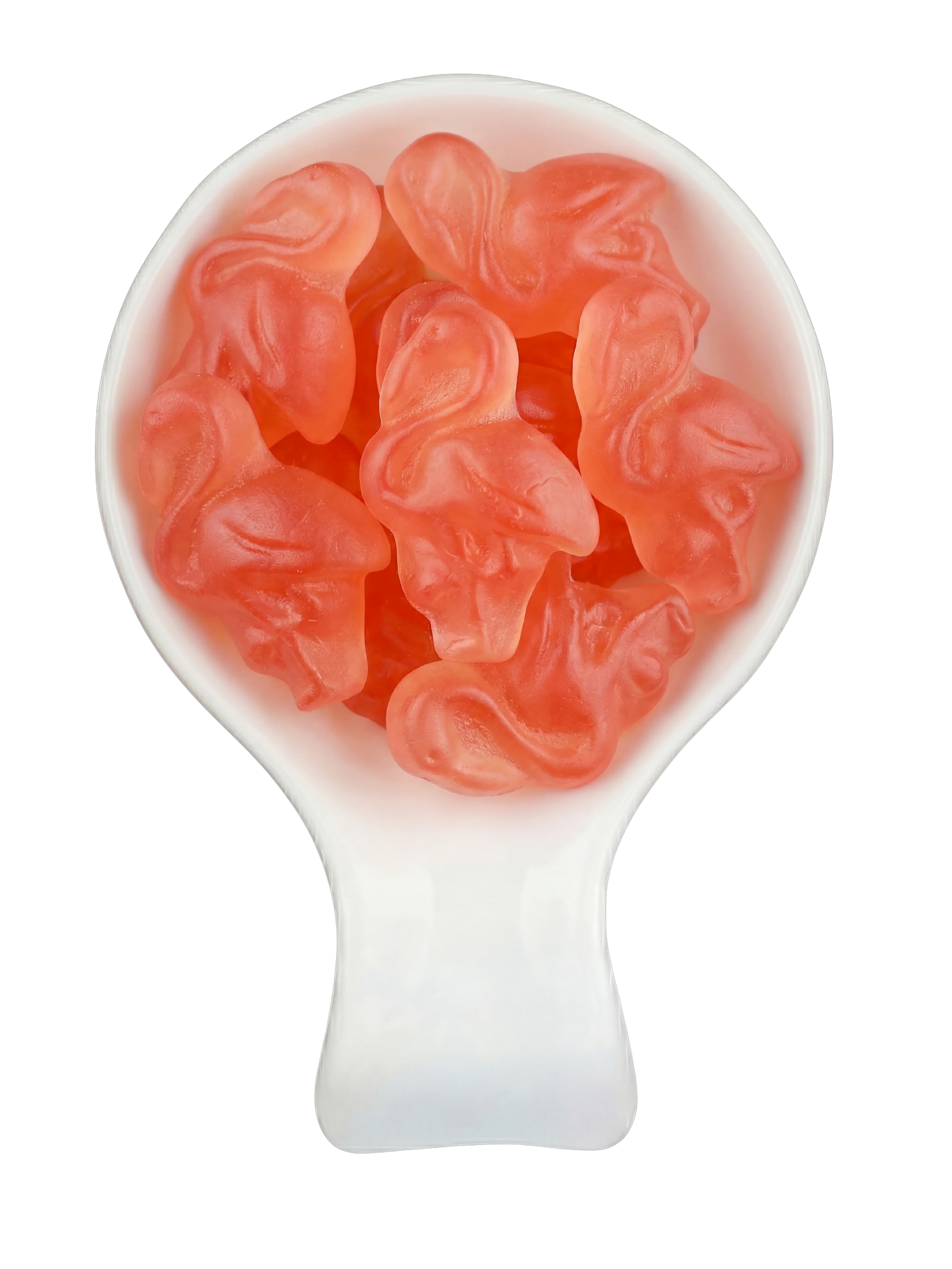 Cross-section of a human kidney showing renal cortex, medulla, and the renal pelvis with visible nephrons.