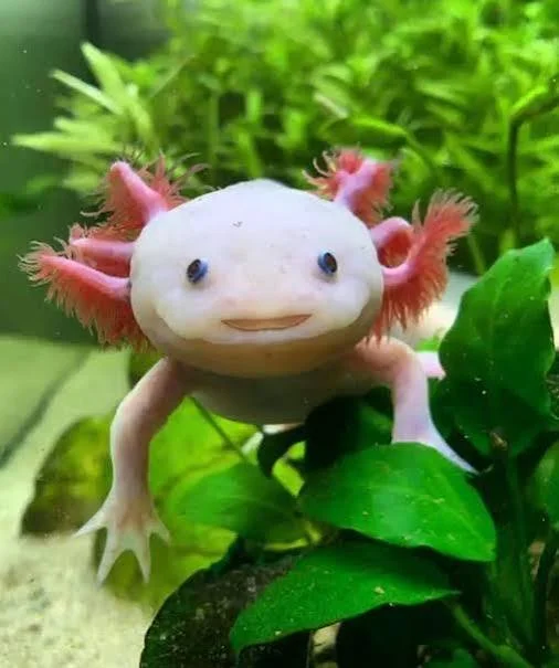 Happy energetic axo.jpeg