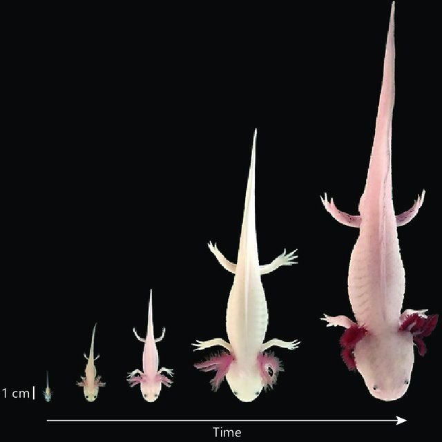 Axo growth top view.jpg