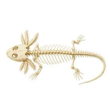 Axo Skeleton.jpeg