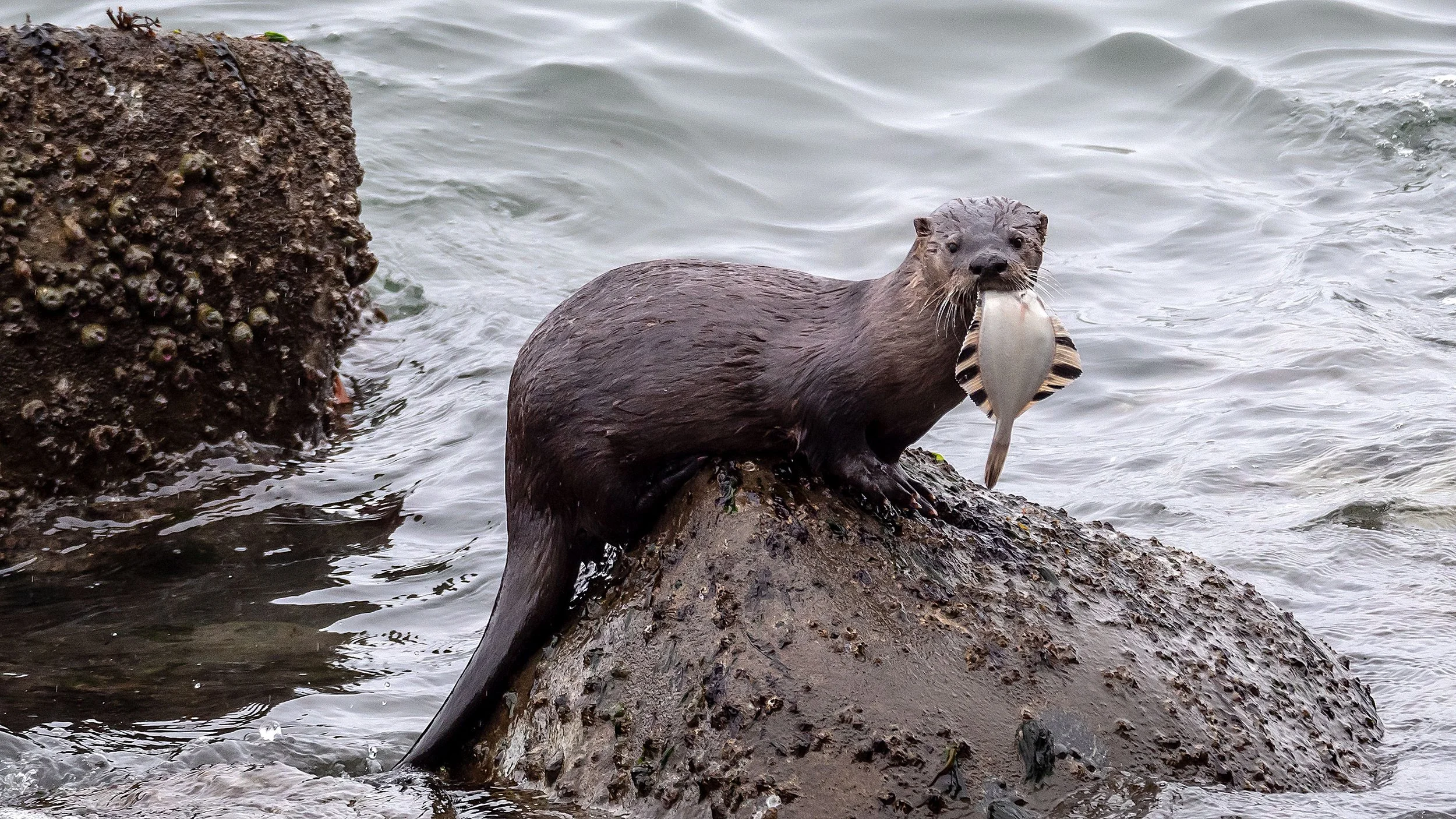 A sea otter on a rock in the water holding a fish in its mouth.