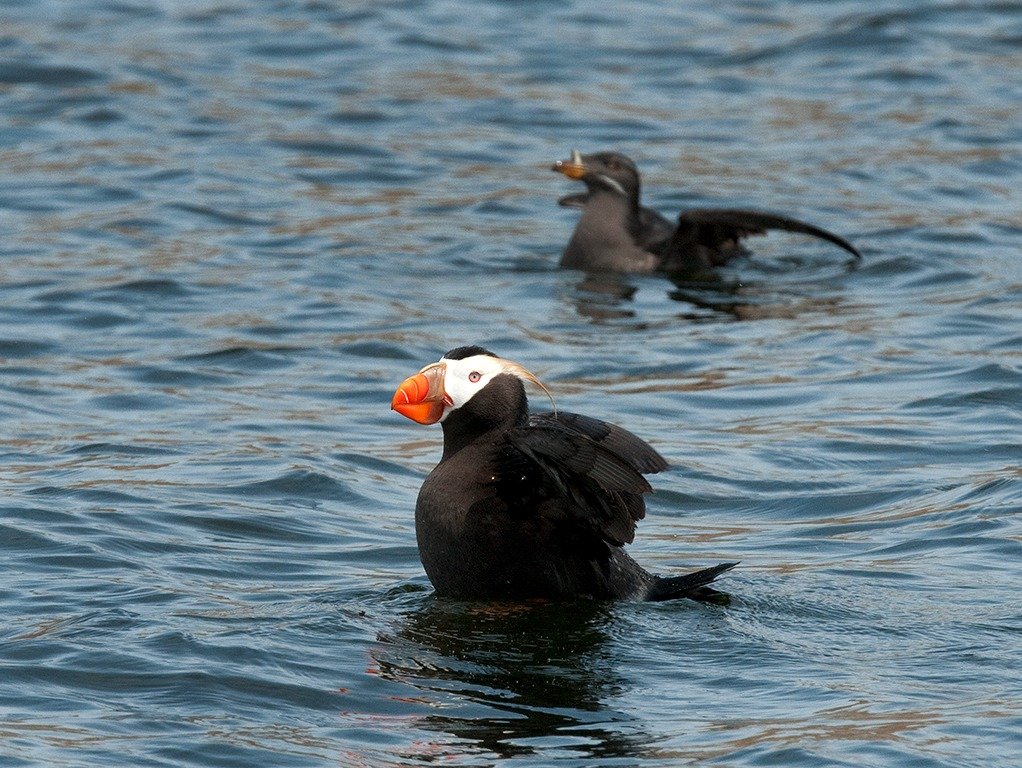 Tufted puffin