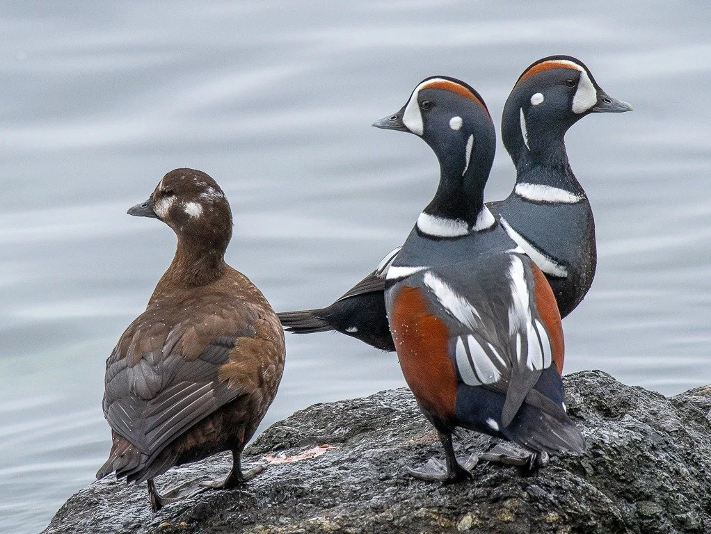 Harlequin ducks