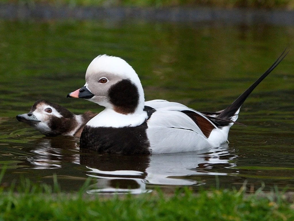 Long-tailed ducks