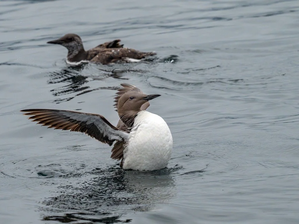 Common murres