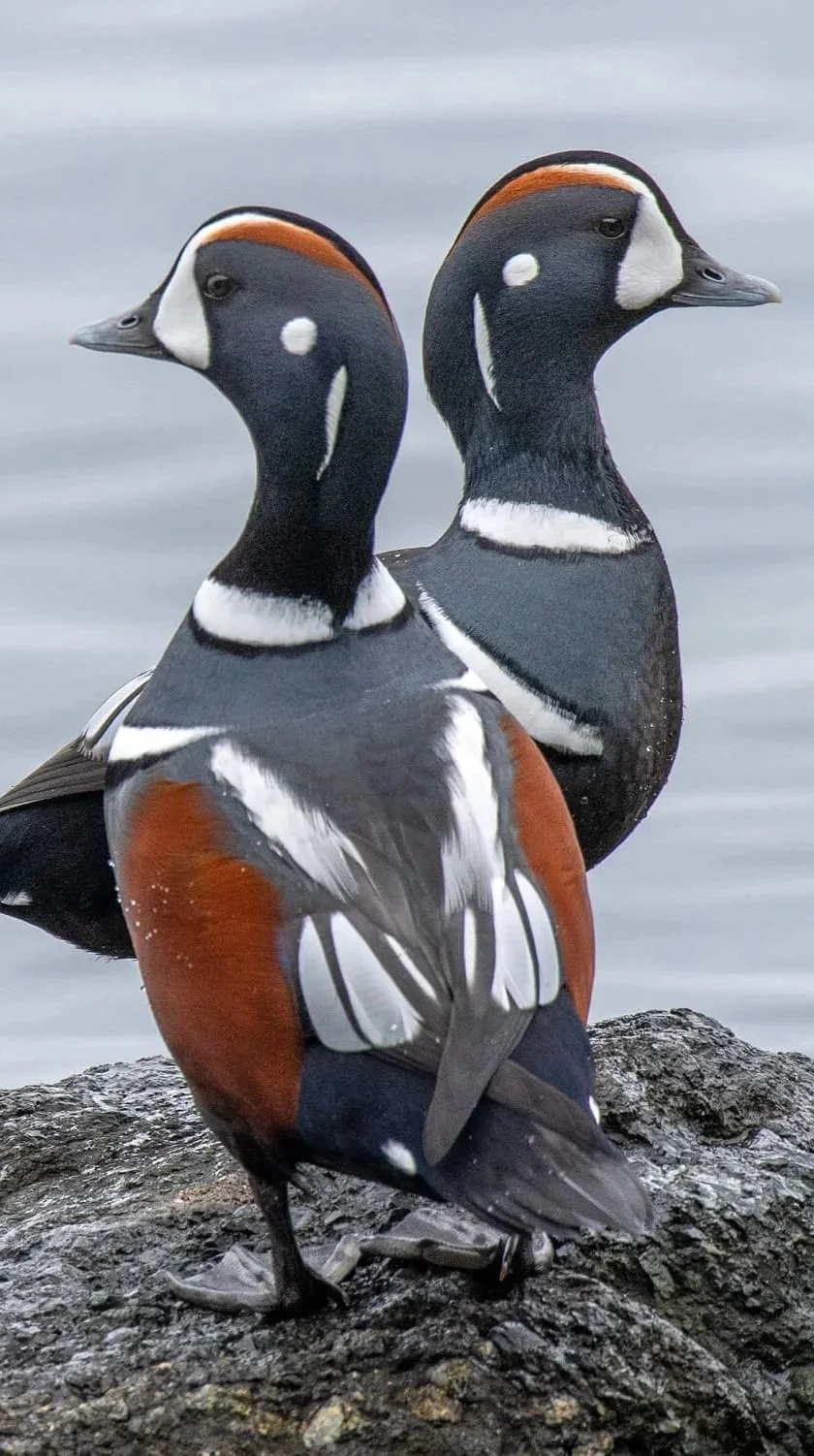 Two male Harlequin ducks standing on a rocky surface near water, with distinctive black, white, and chestnut plumage and curved beaks.