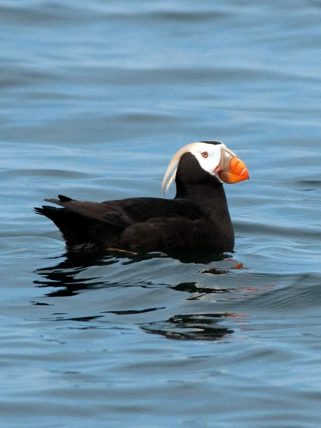 A puffin bird floating on water.
