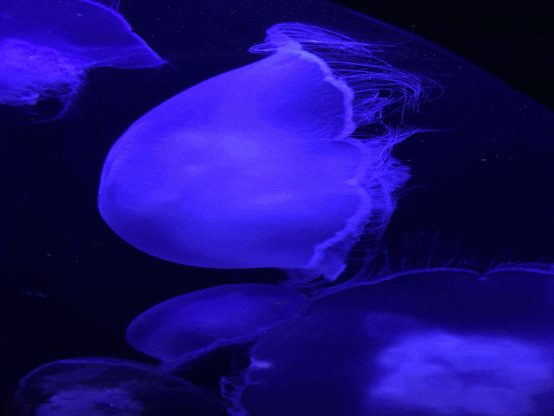 Several translucent jellyfish glowing blue swim in a dark ocean tank.
