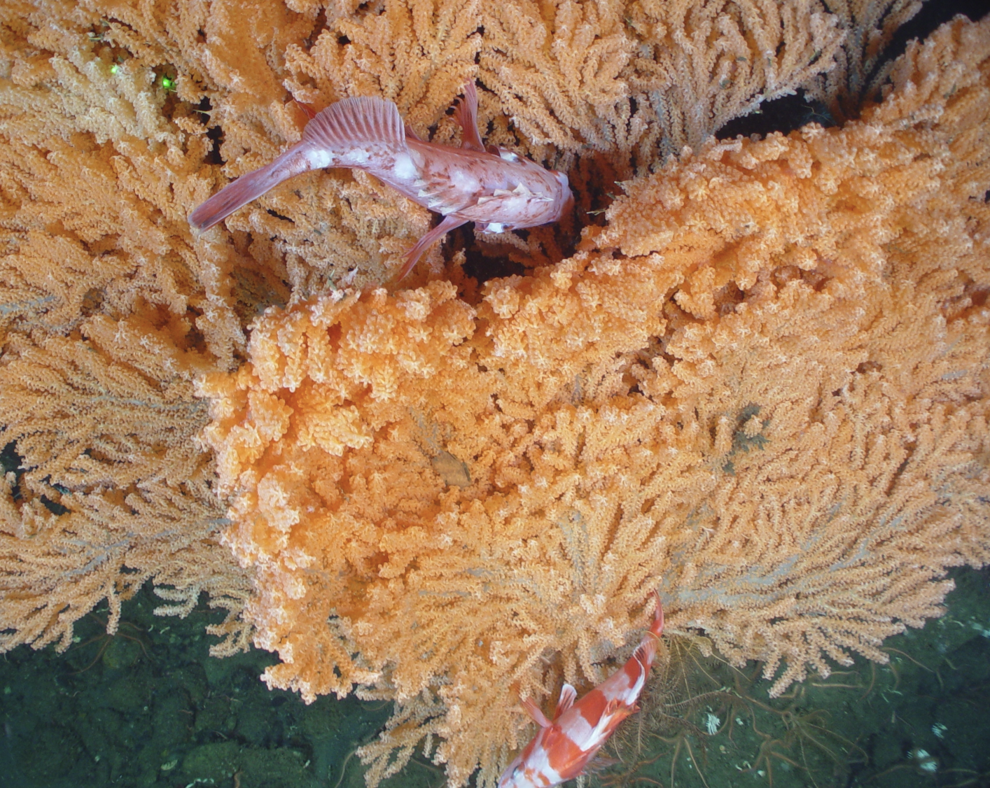 Two fish, one pink and one red with white stripes, swim among orange coral in a vibrant underwater scene.